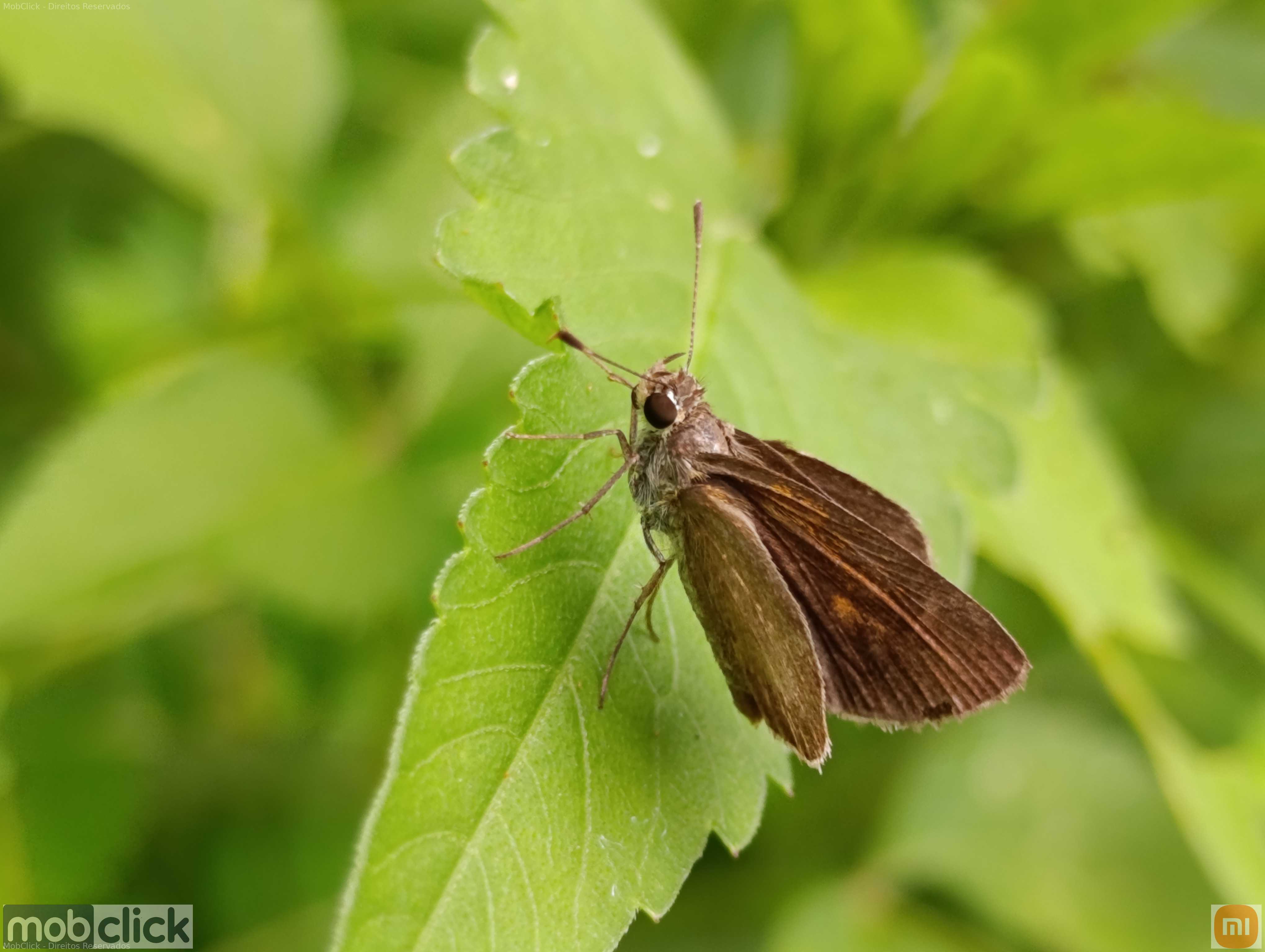Borboleta pequena - Callimormus saturnus