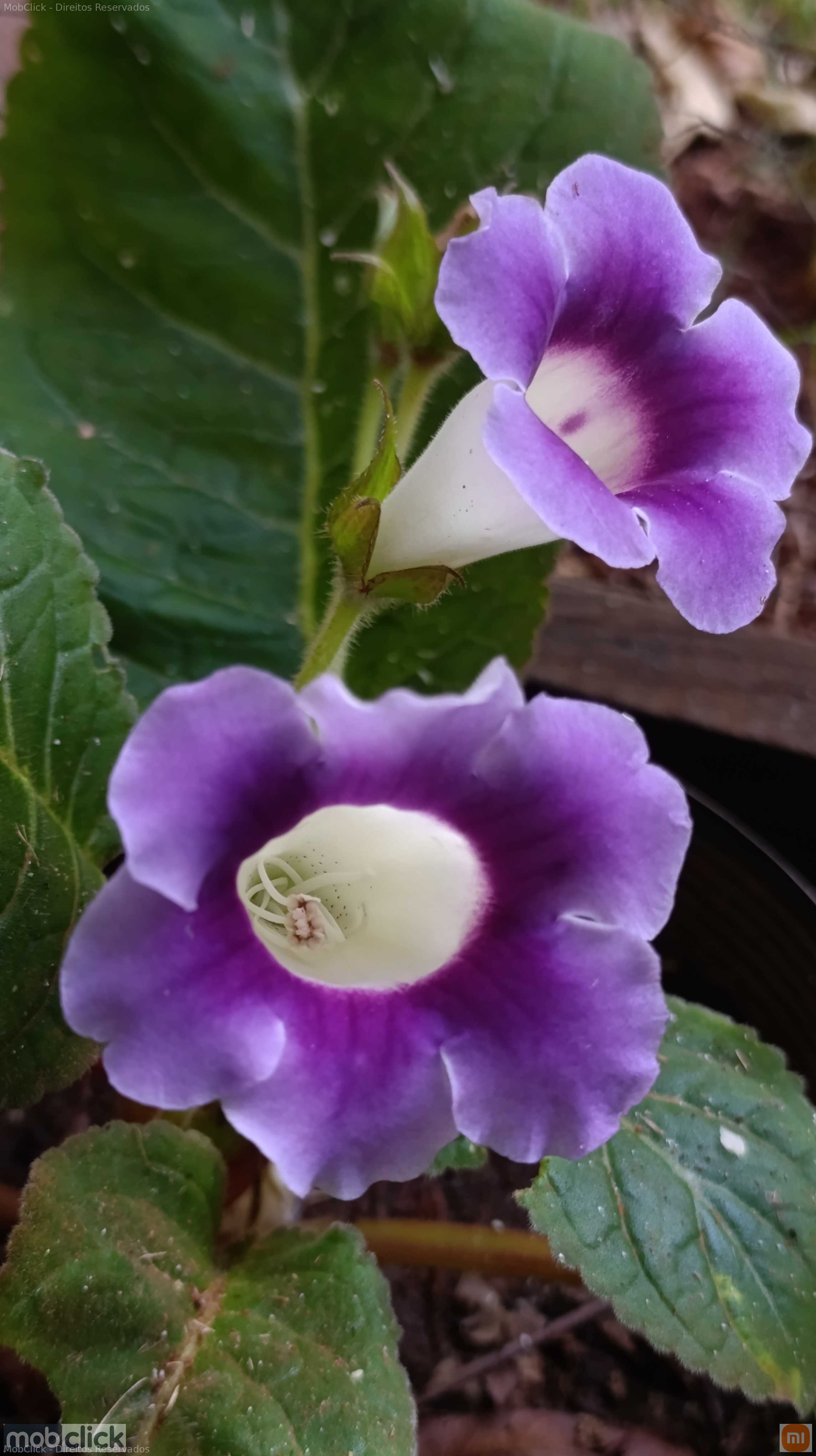 Flores de jardim