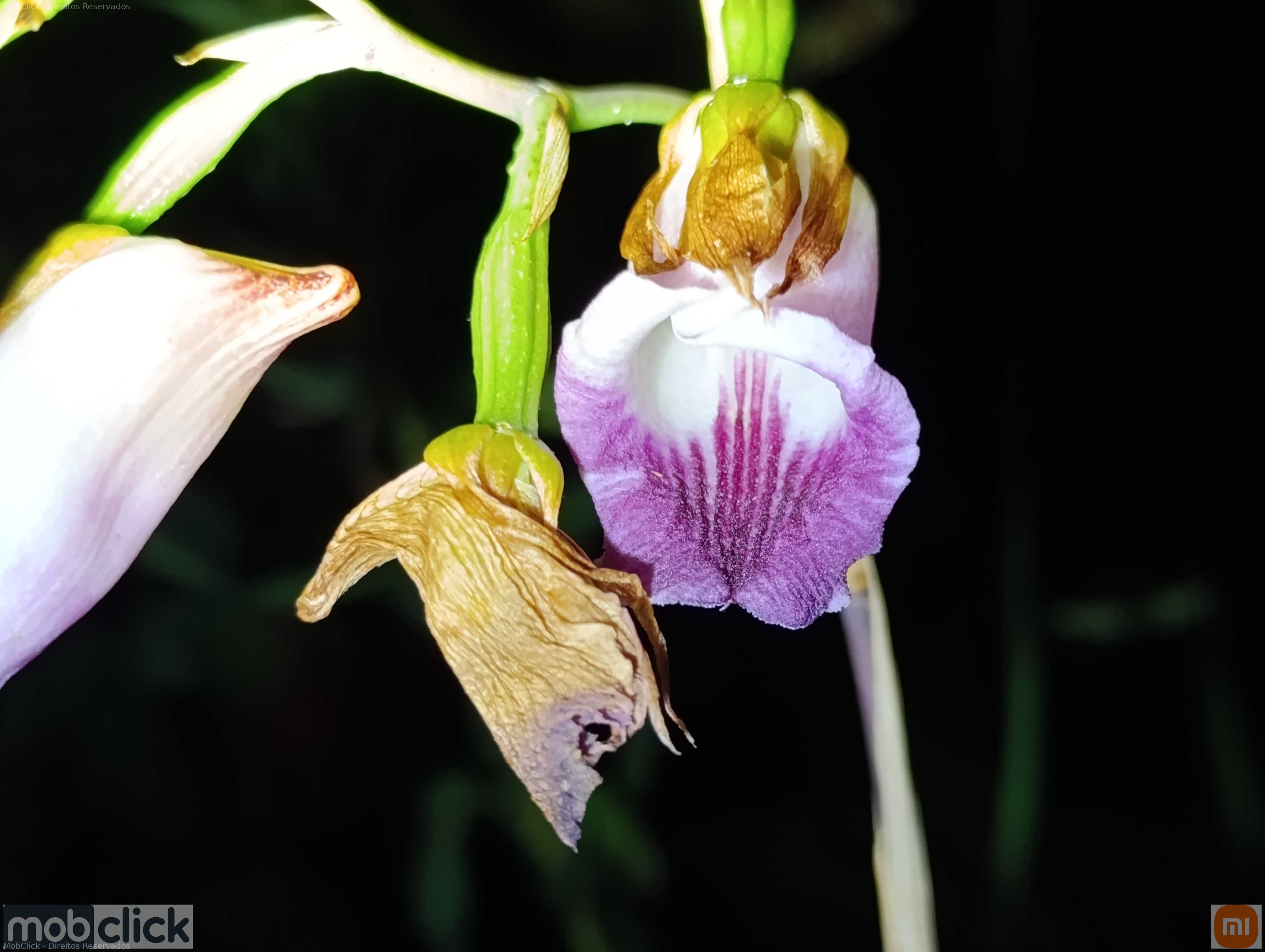 Flor da Orquídea - Galeandra montana
