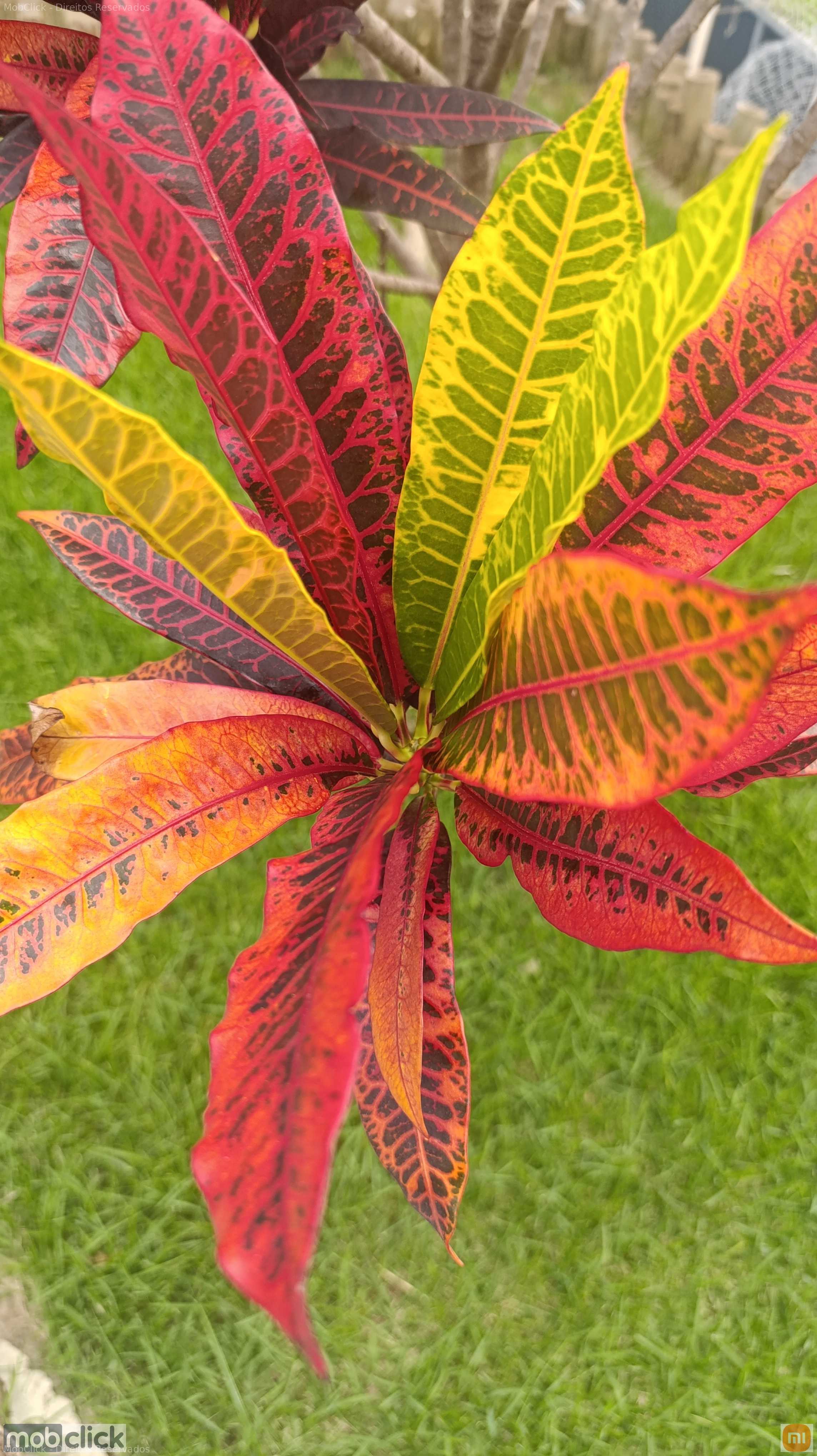 Folhas coloridas - croton