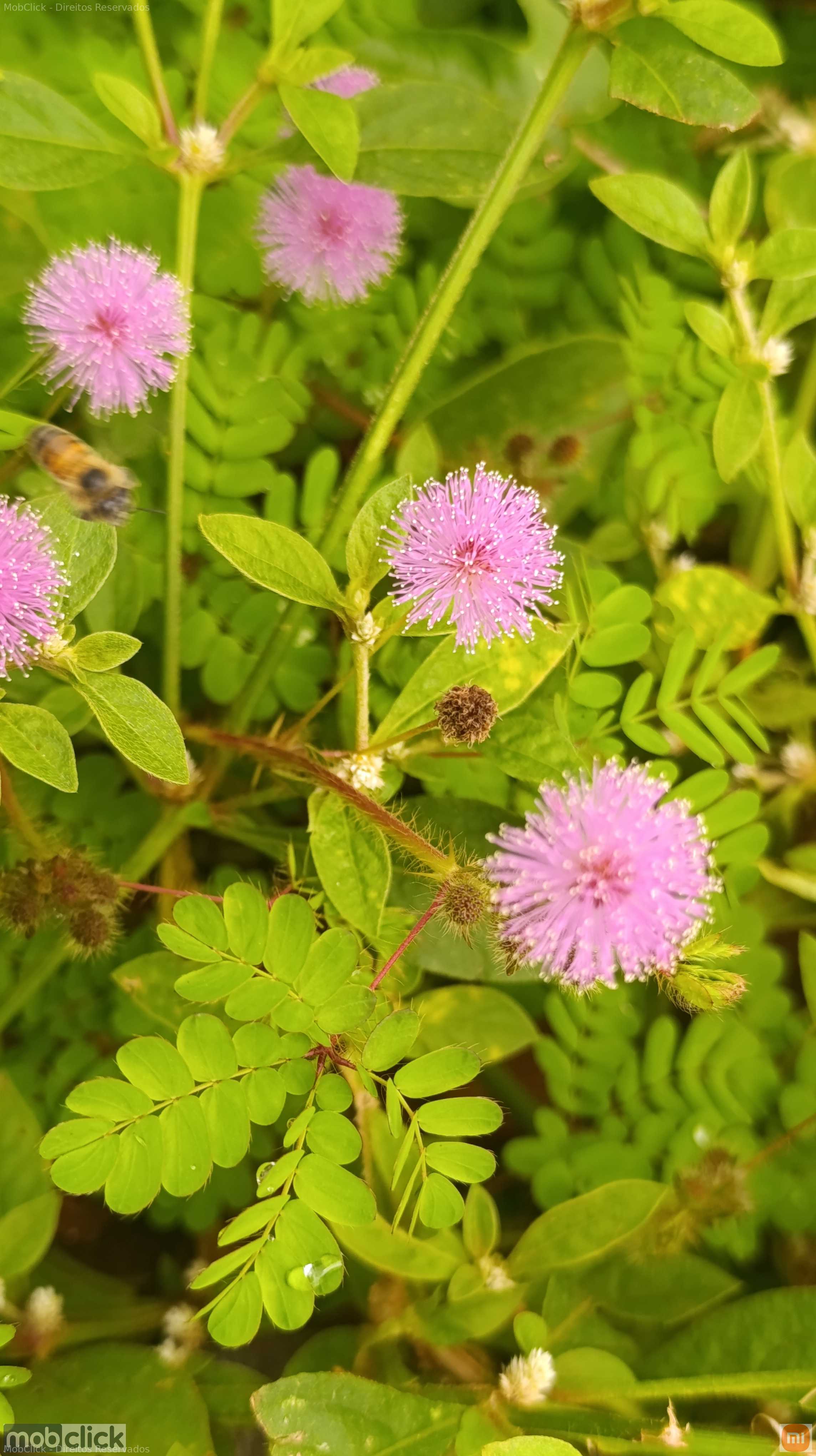Flores rosas