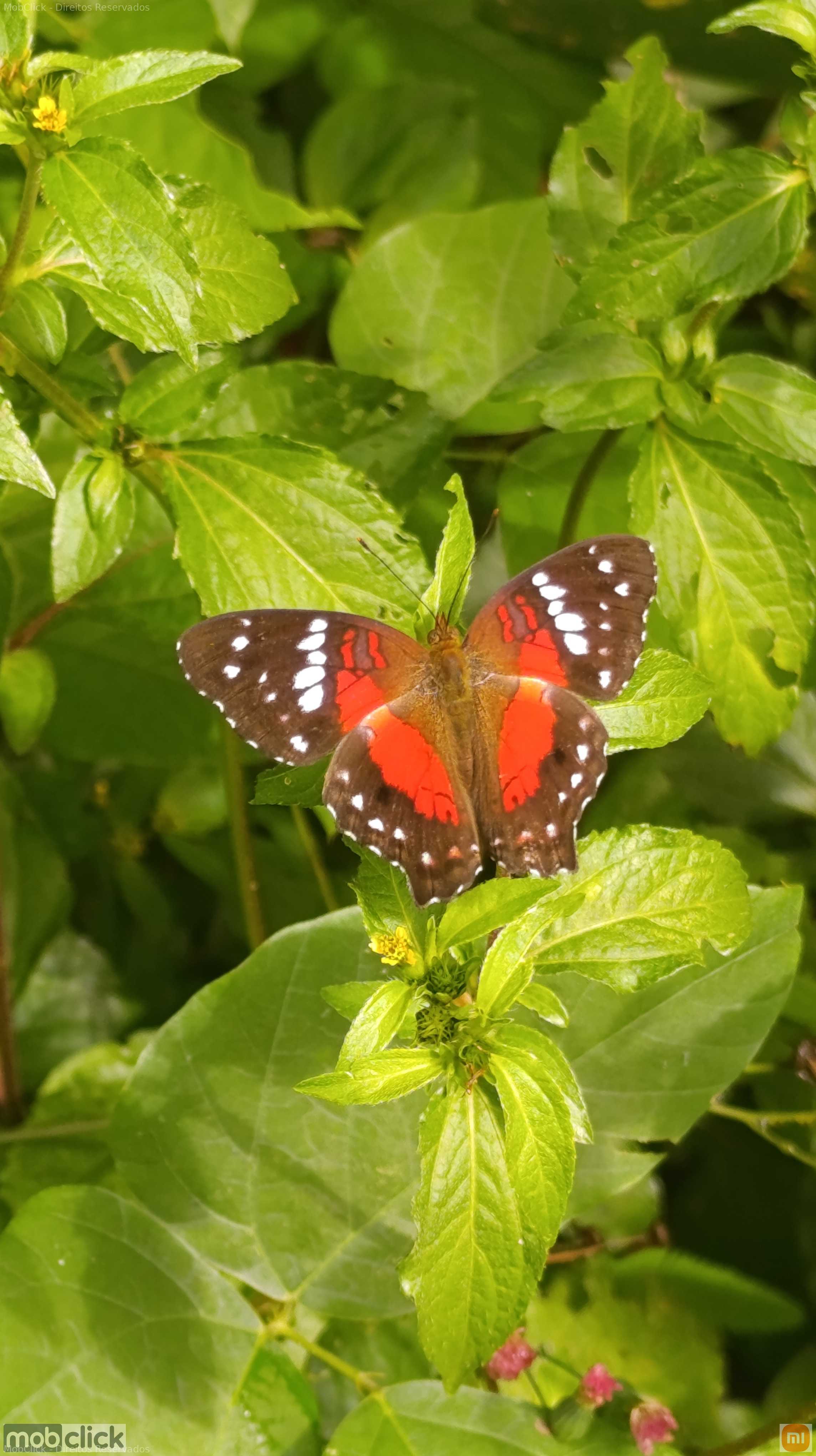 Borboleta pavão escarlate