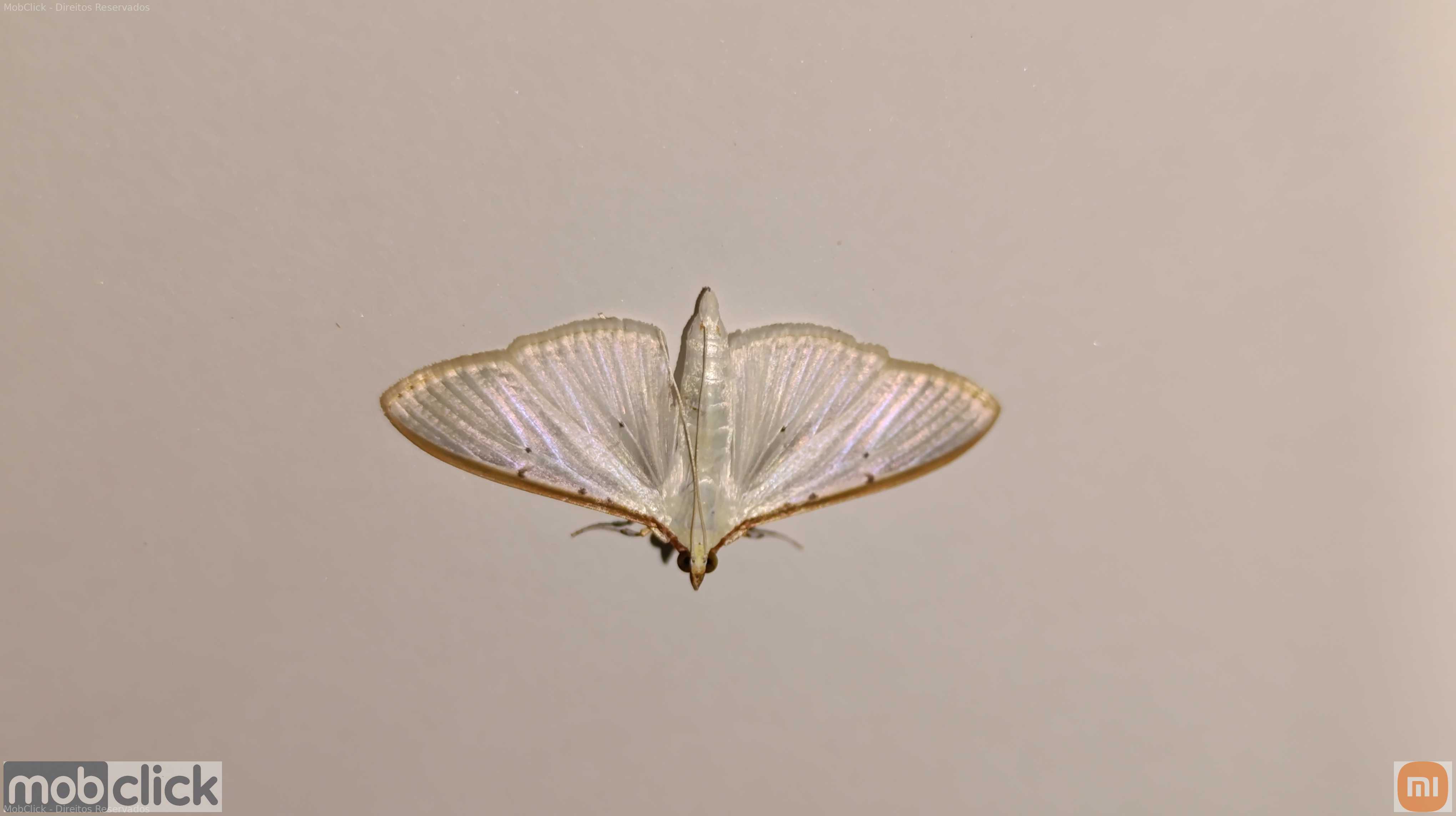 Mariposa Branca