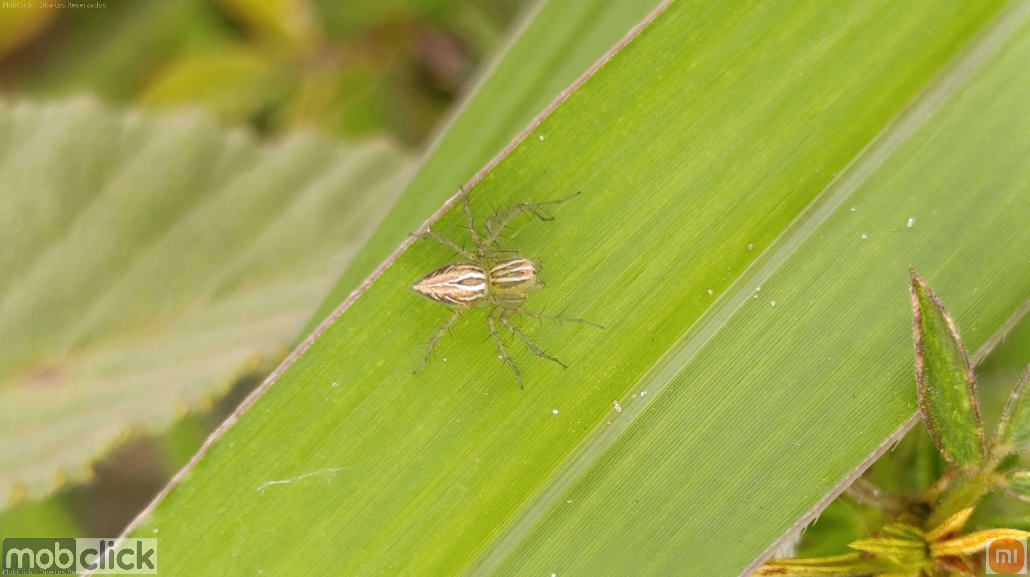 Aranha