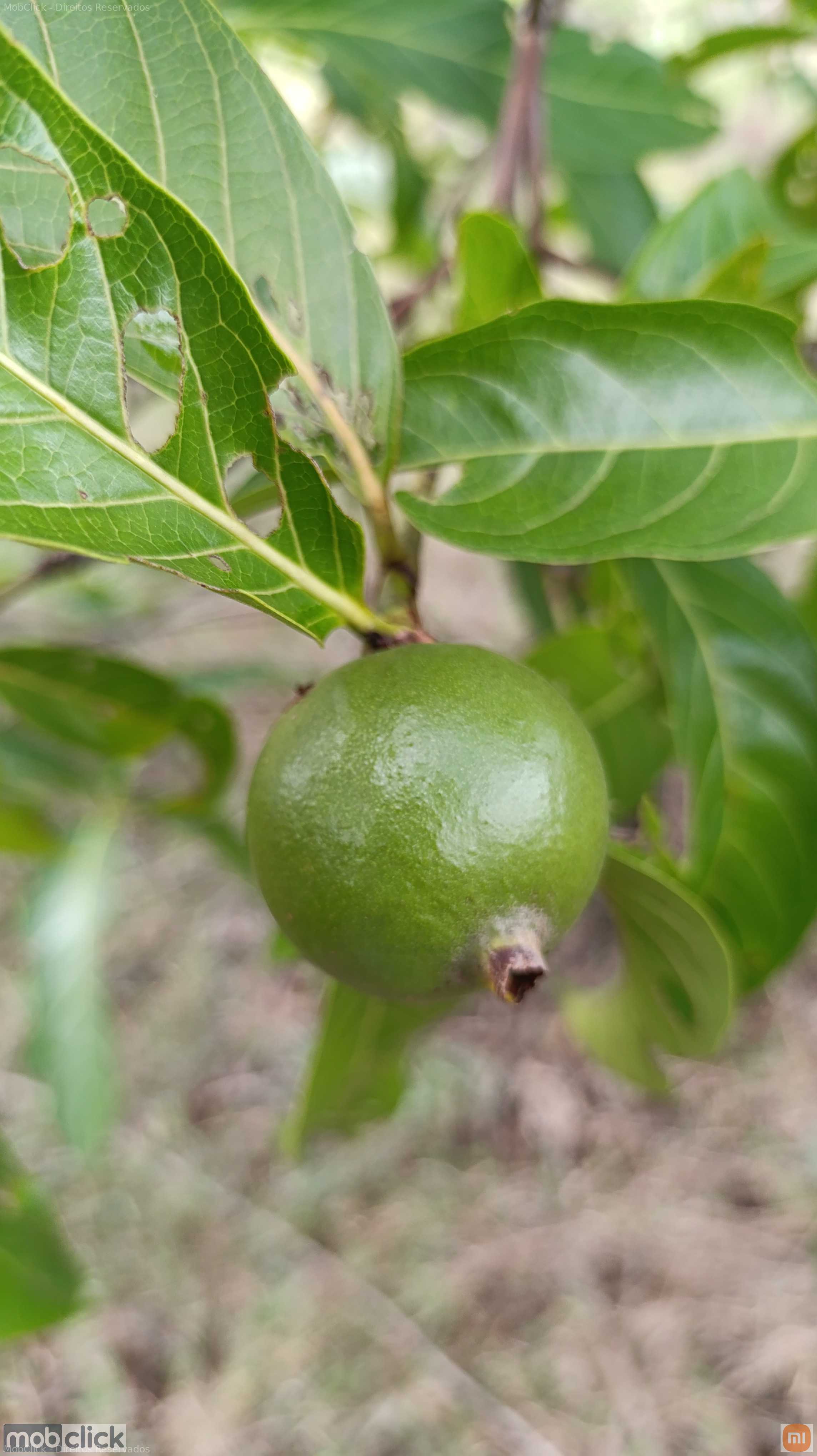 Aranhas pequenas
