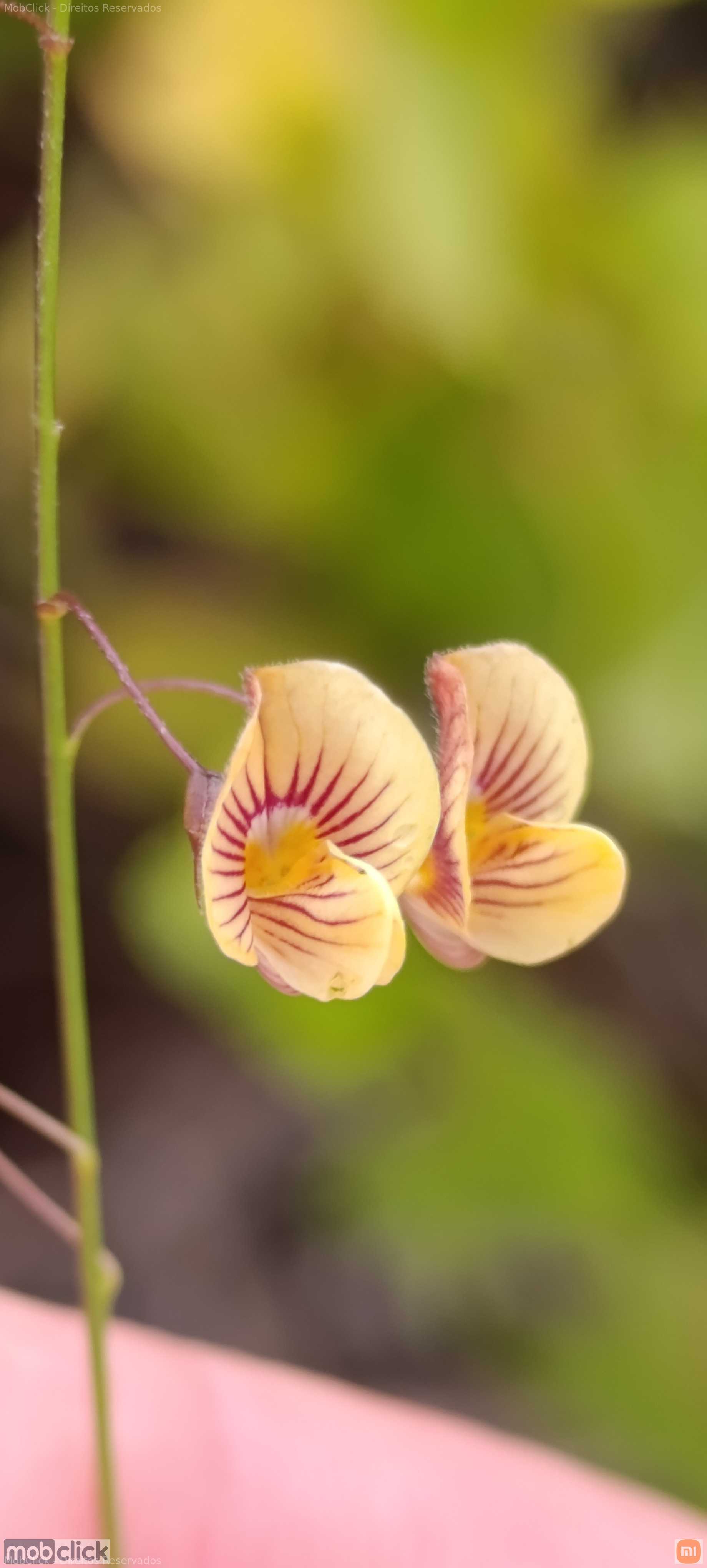 Plantas do cerrado