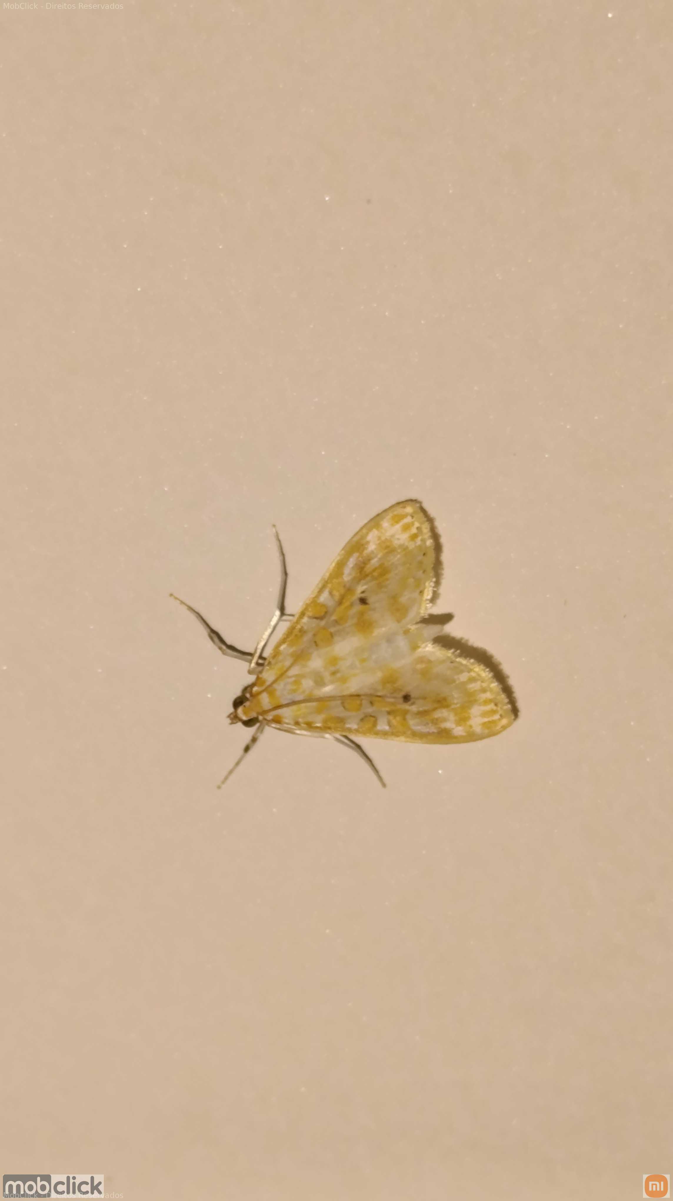 Borboleta / Mariposa