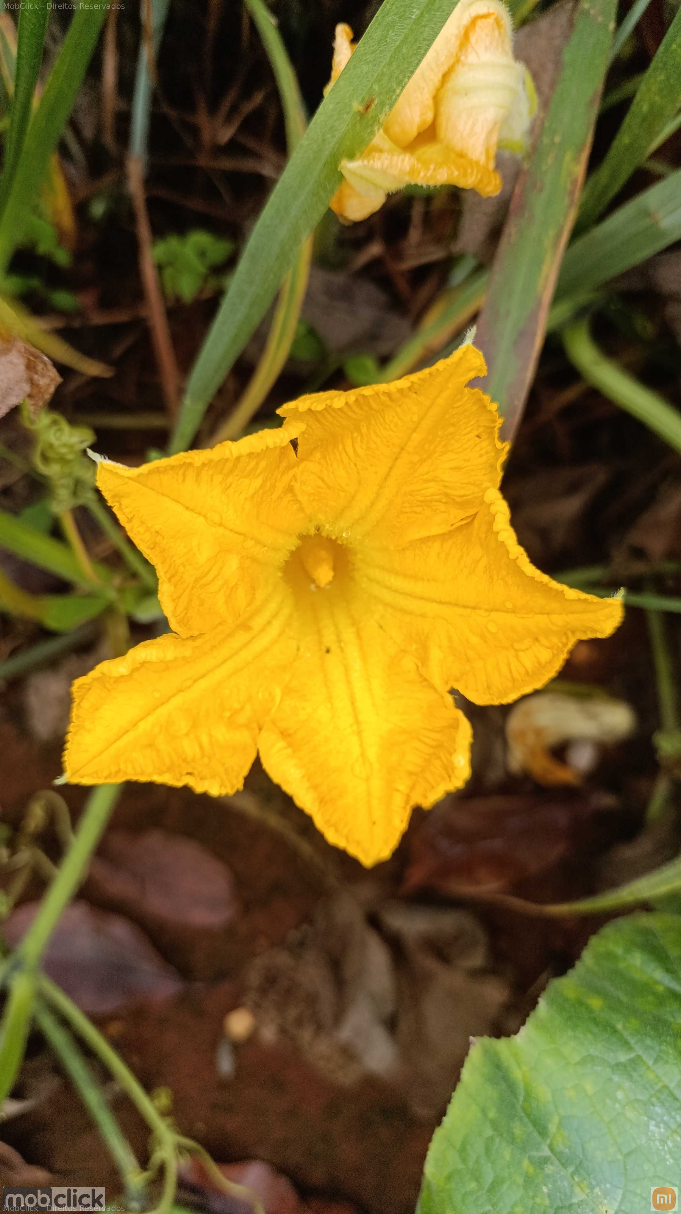 Mariposa