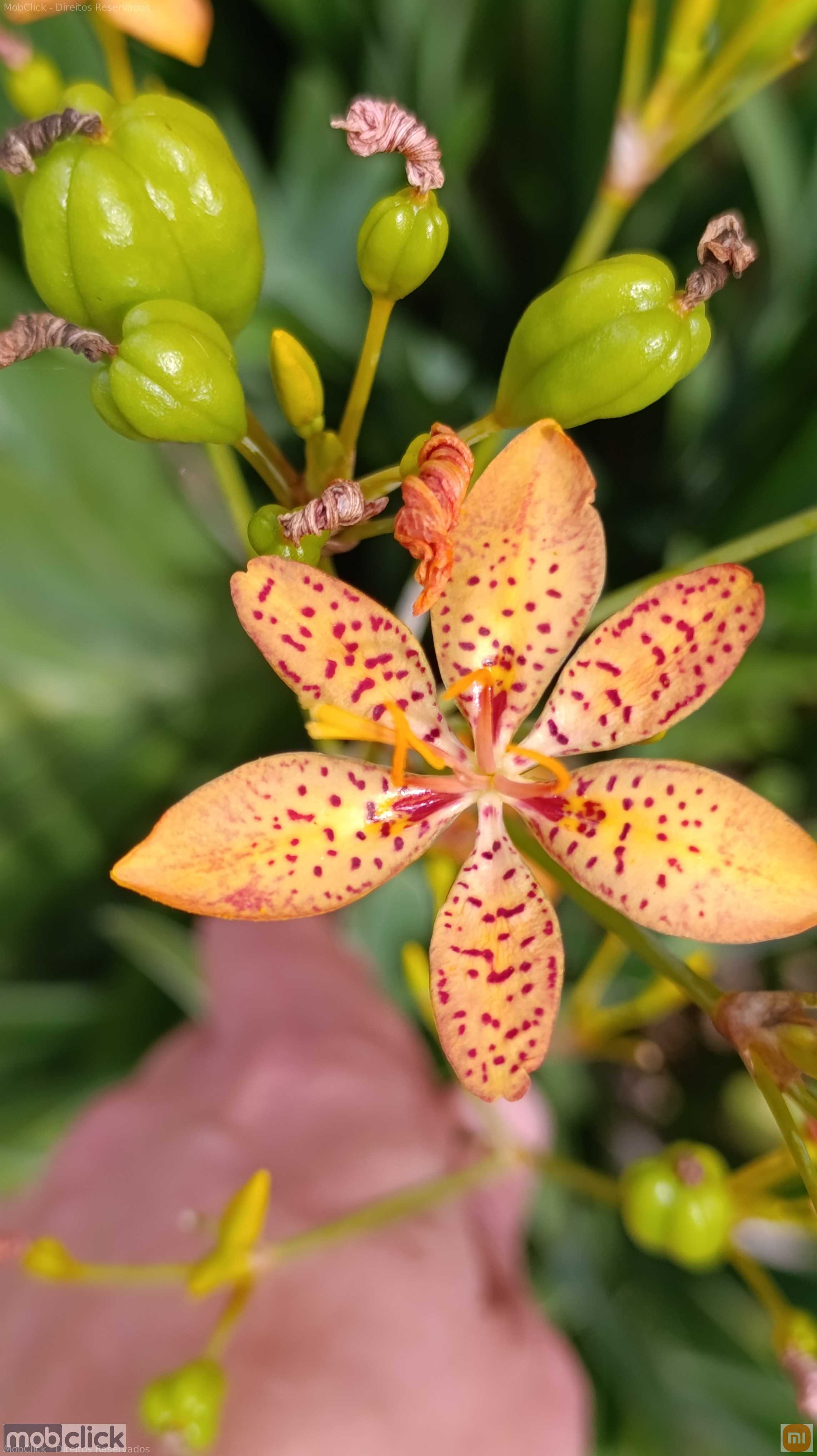 Flor