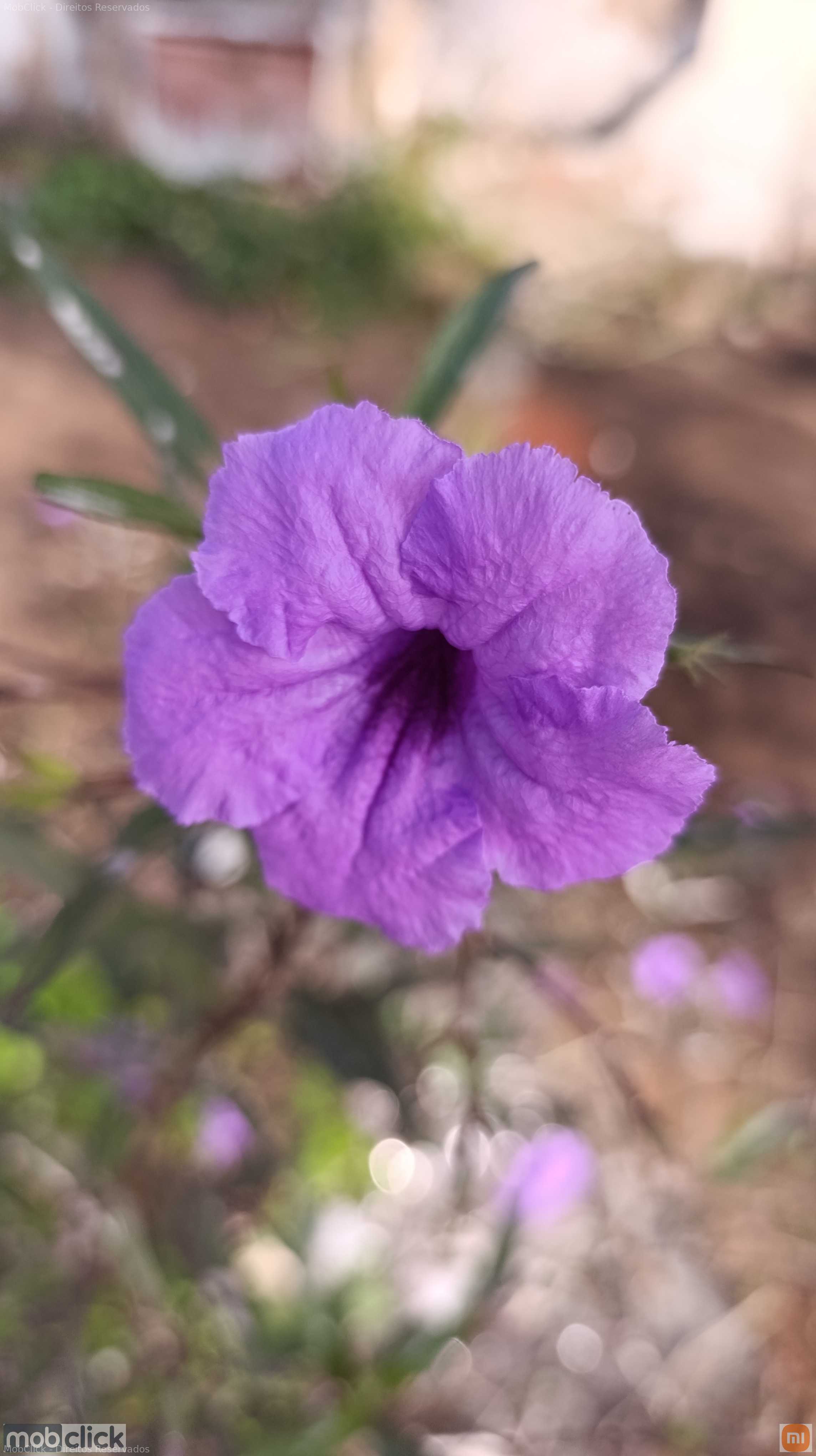 Flor