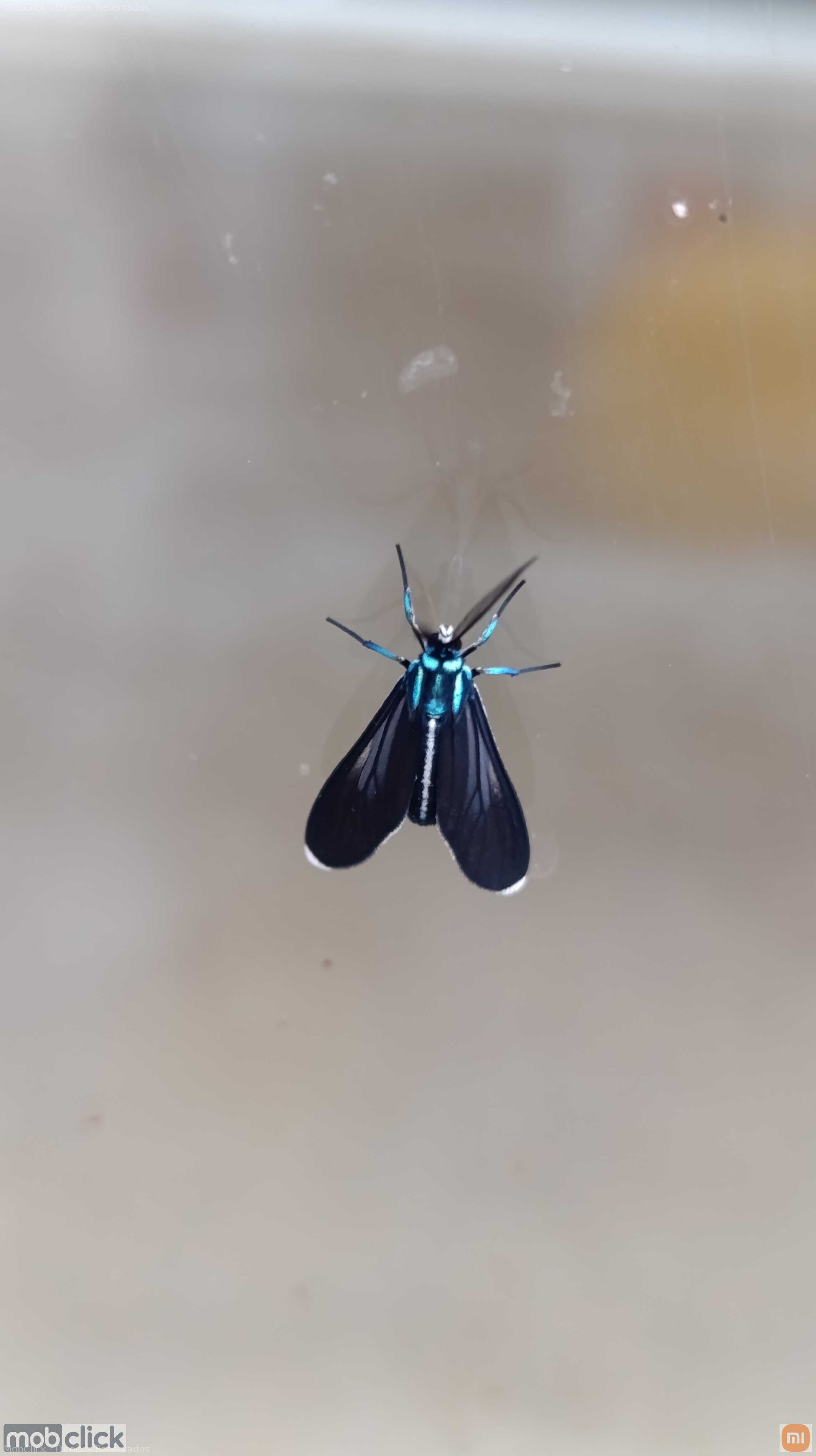 Borboleta / Mariposa