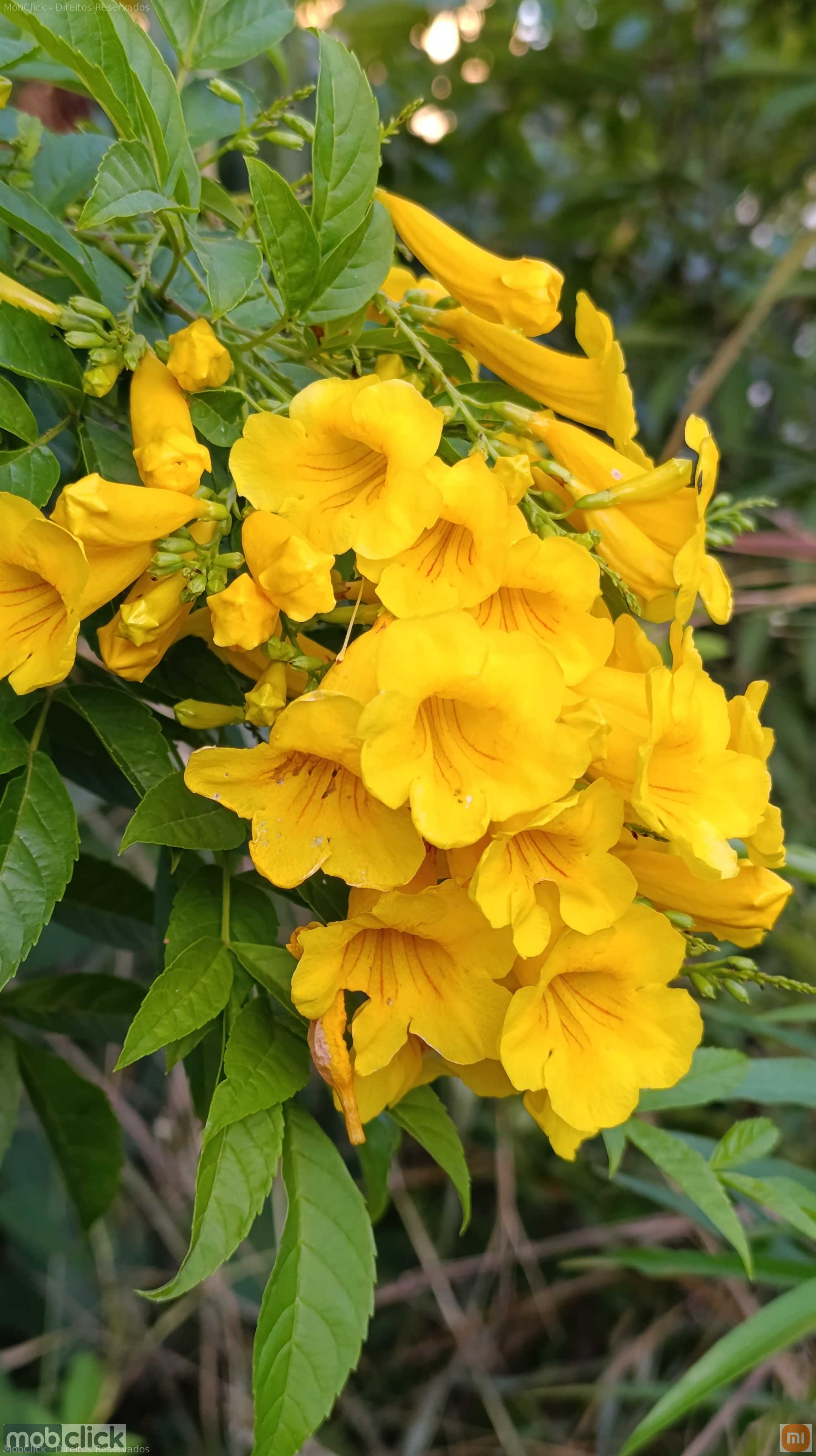 Flor amarela