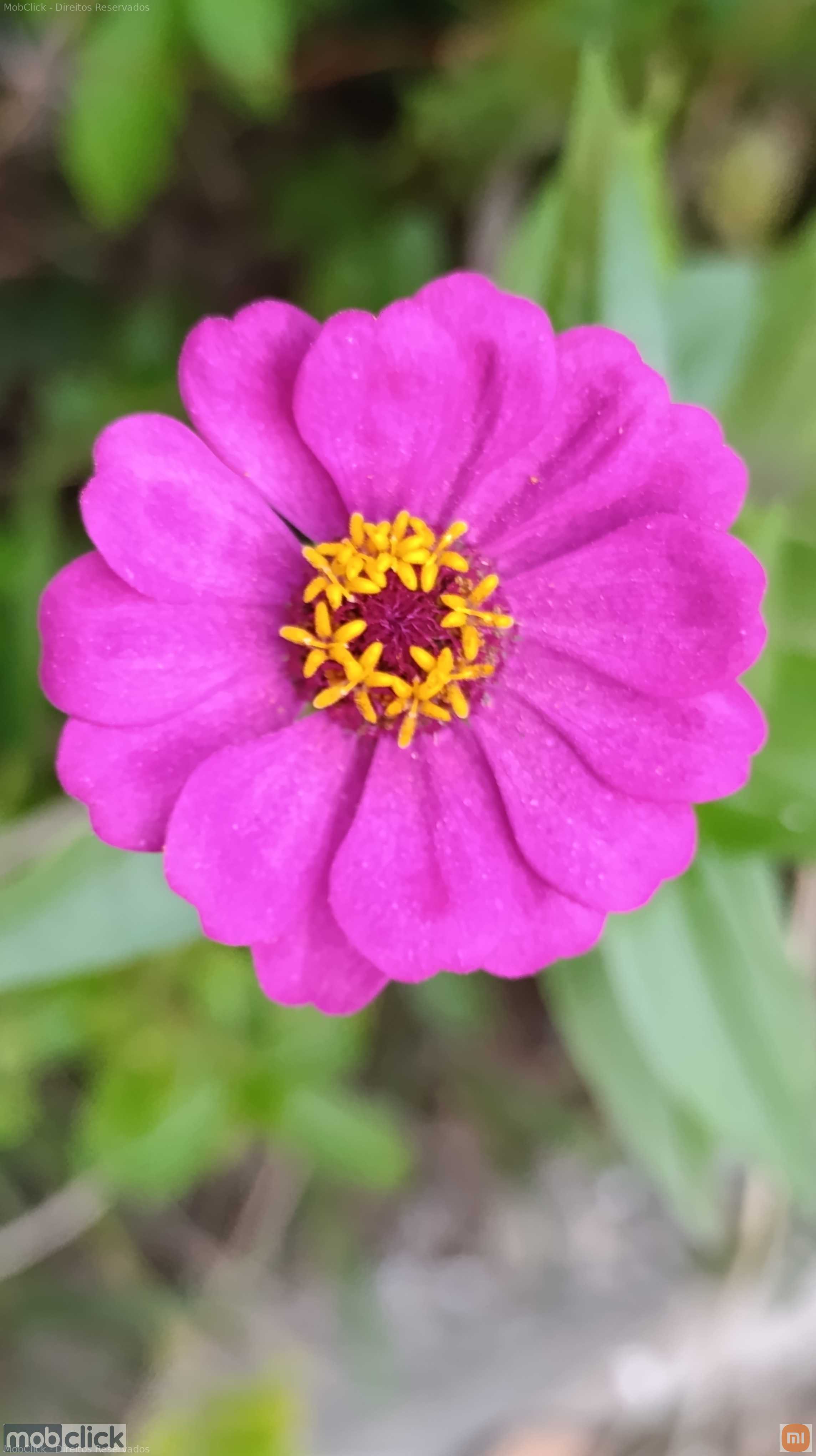 Plantas - flor rosa