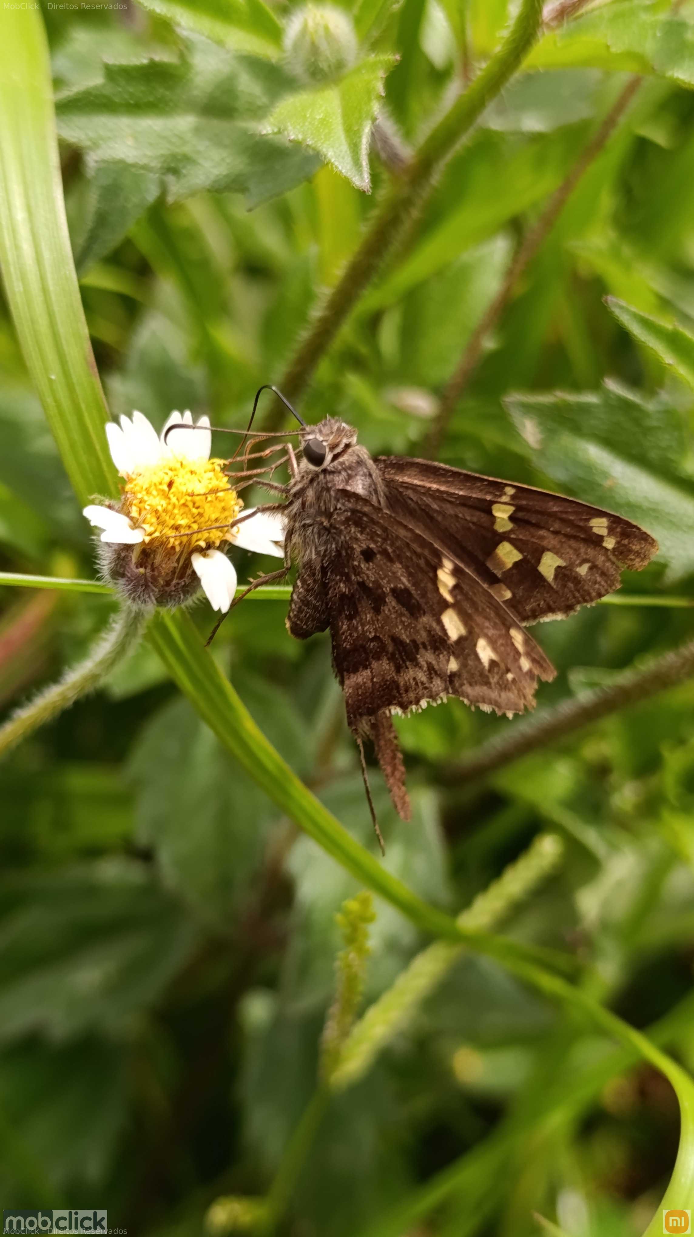Borboleta na flor