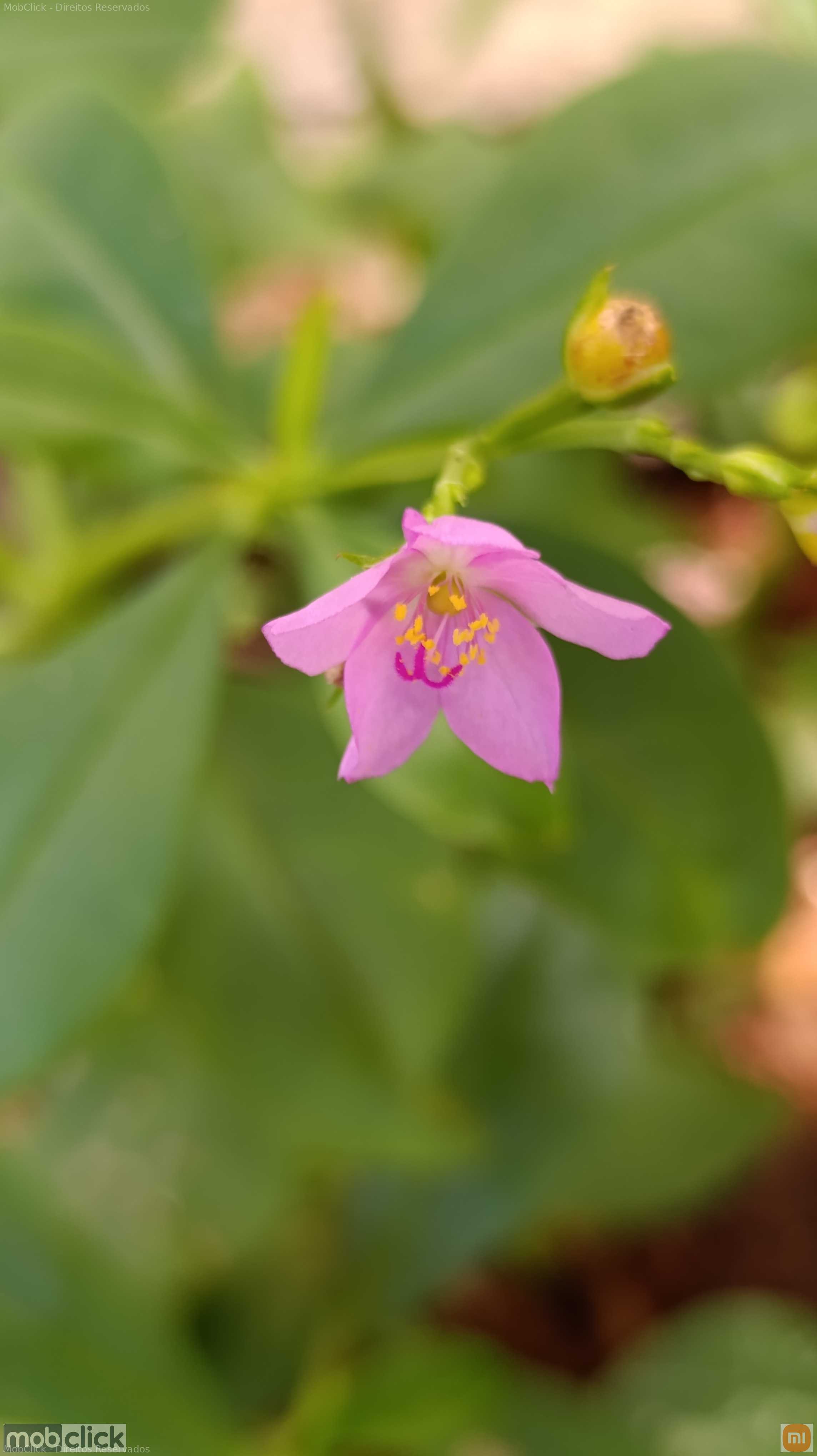 Flor