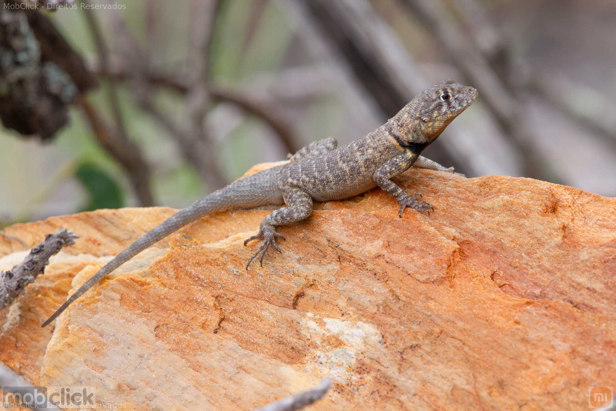 Calangos (Tropidurus)