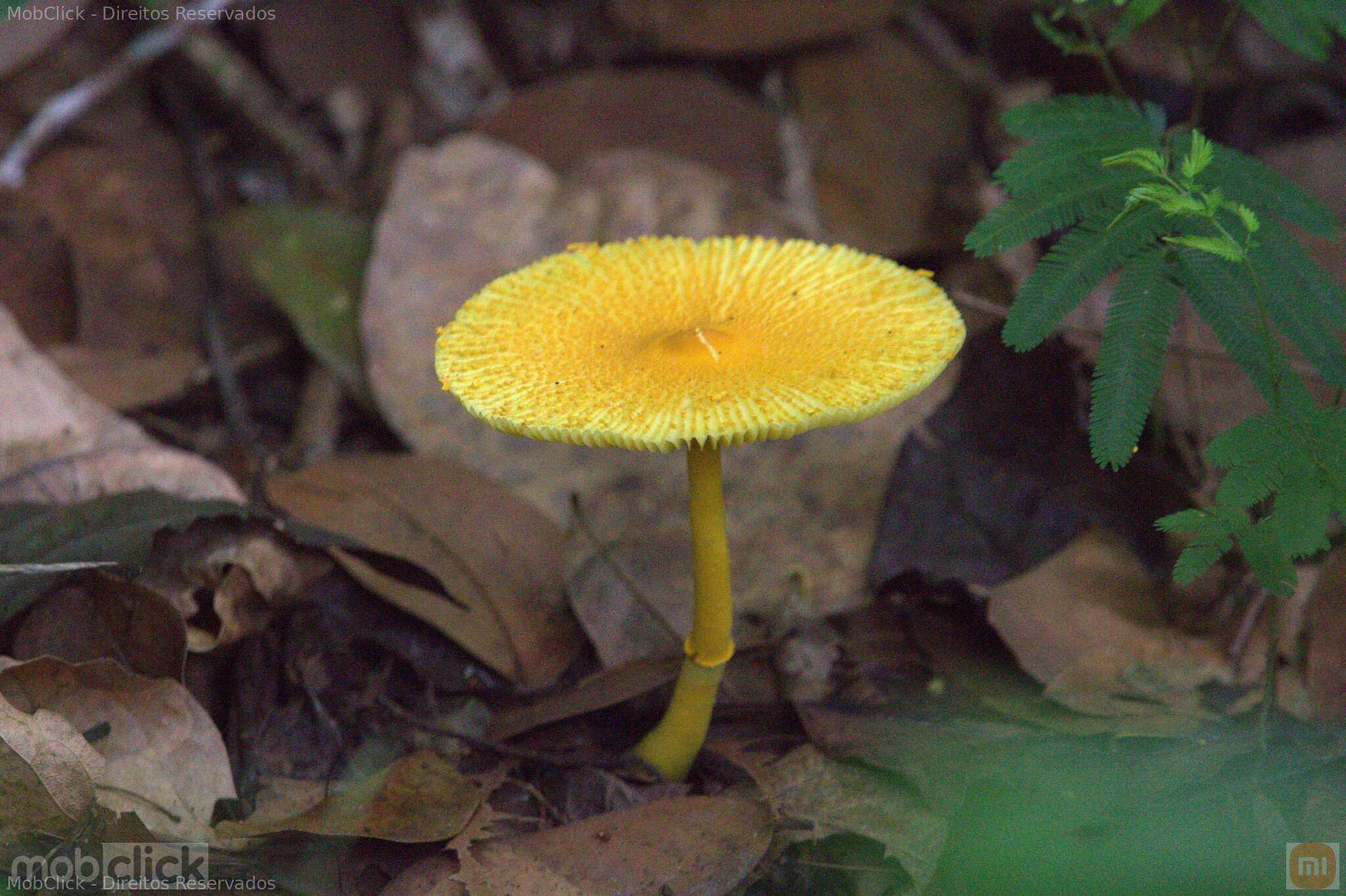 cogumelo amarelo - Leucocoprinus