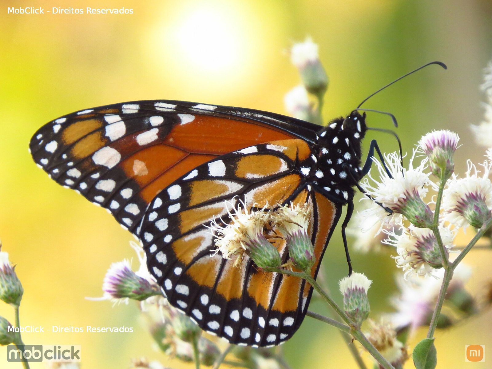 Monarca-do-sul (Danaus erippus)