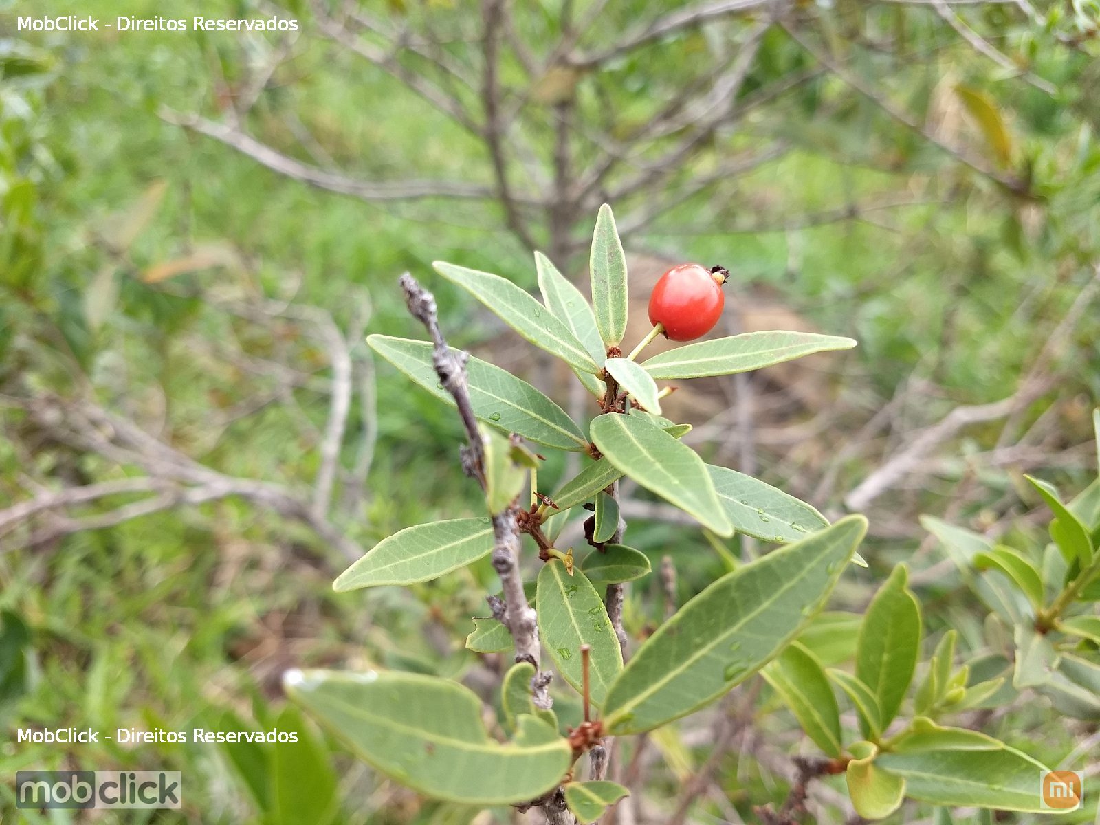 Murta-branca (Eugenia punicifolia)