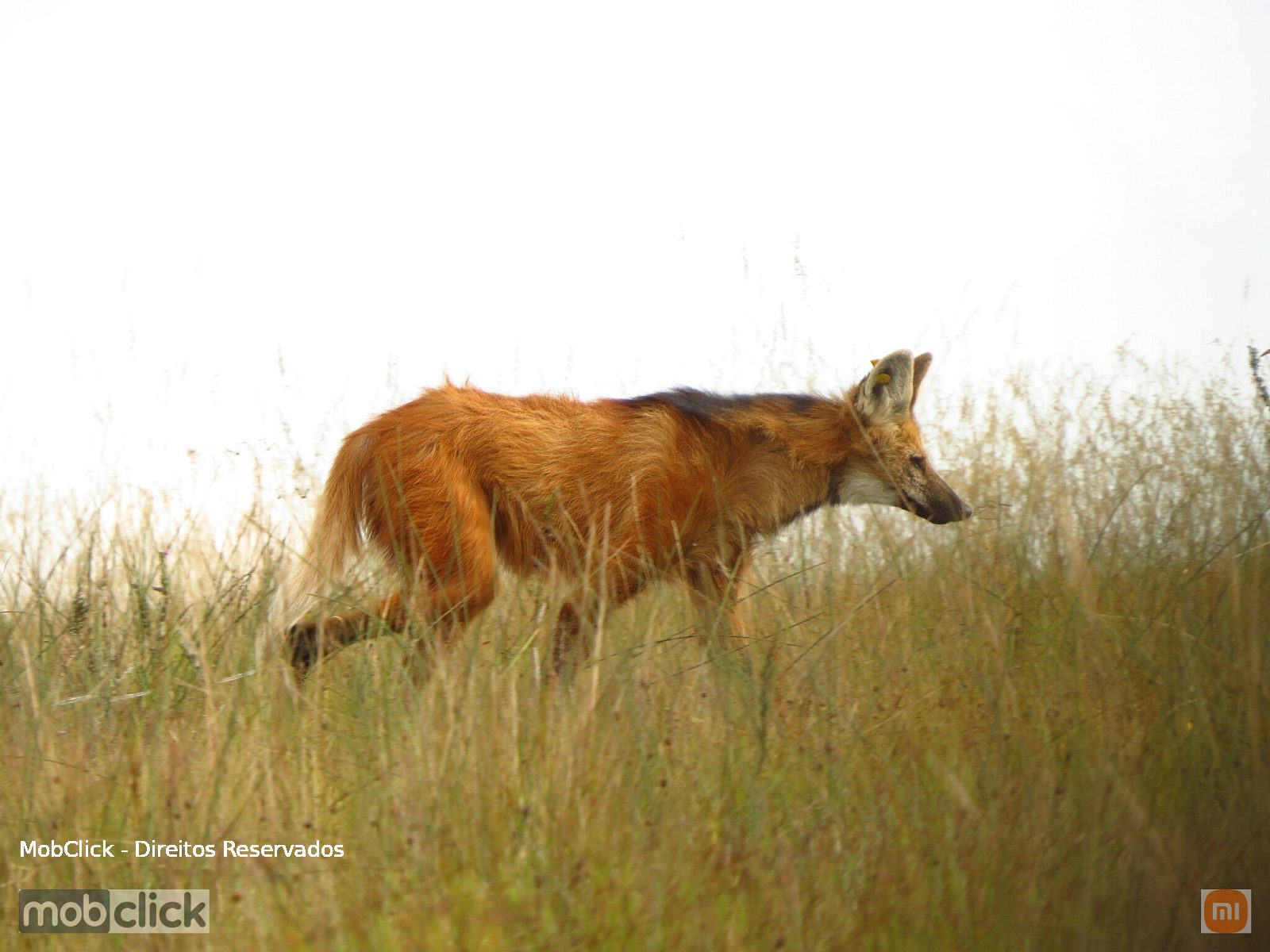 Lobo-guará (Chrysocyon brachyurus)
