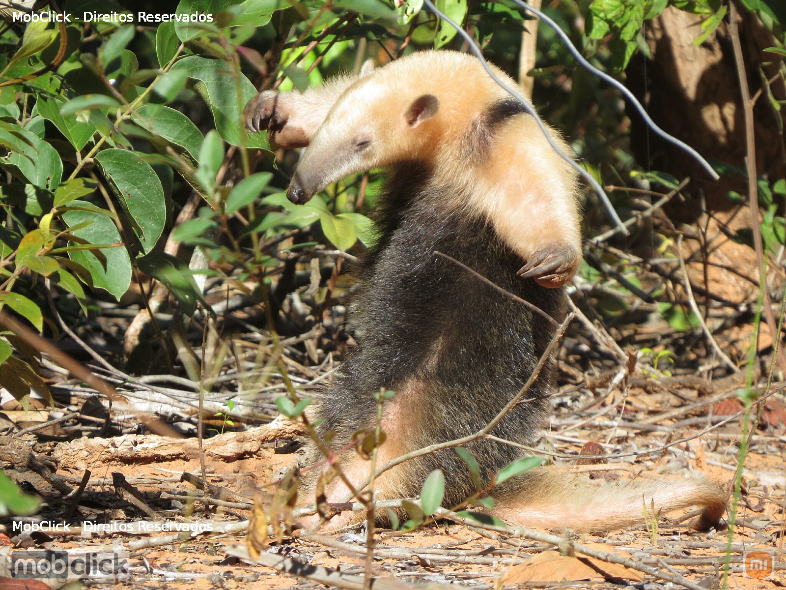 Tamanduá-mirim (Tamandua tetradactyla)
