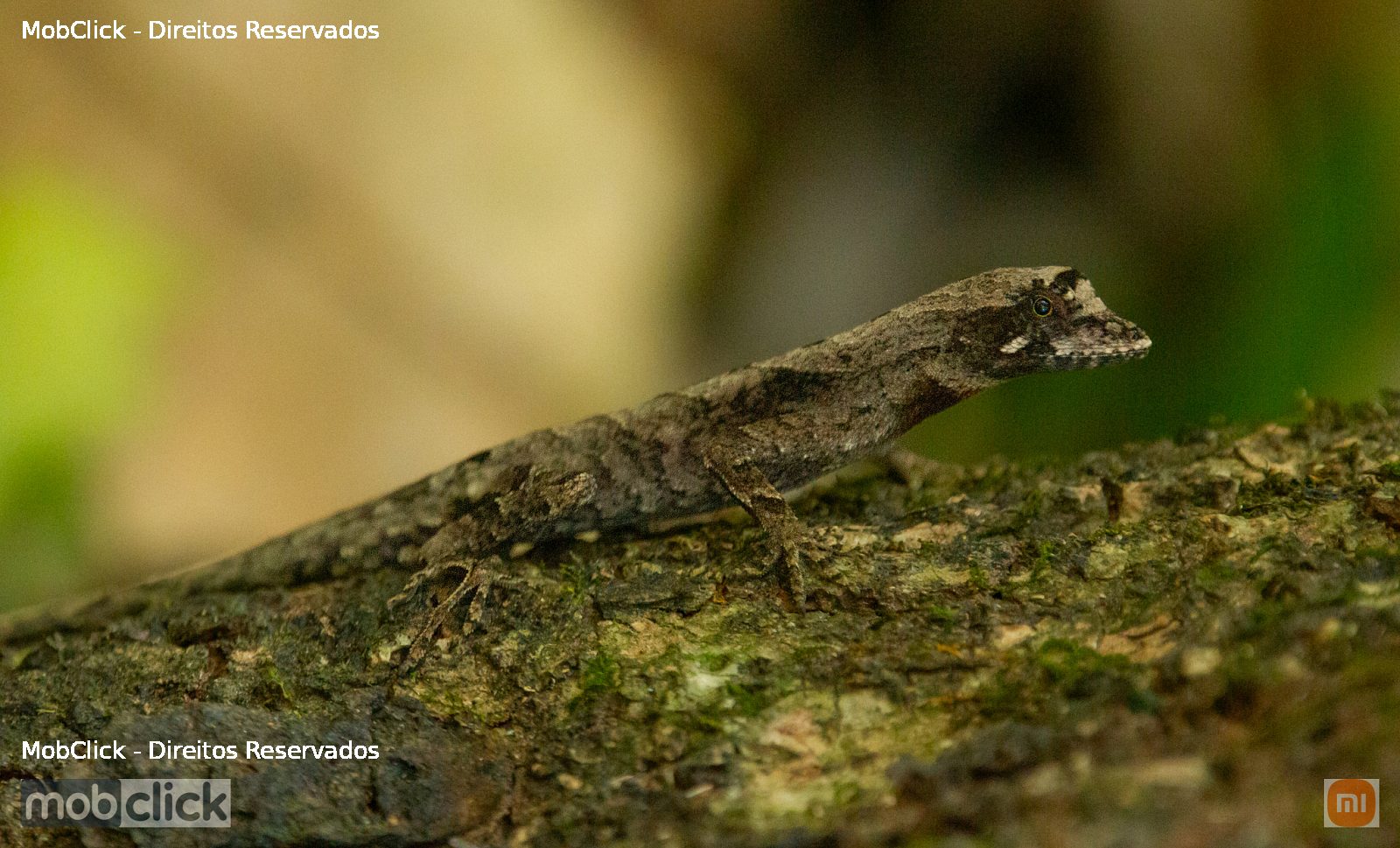 Calango-Bandeira (Anolis brasiliensis)
