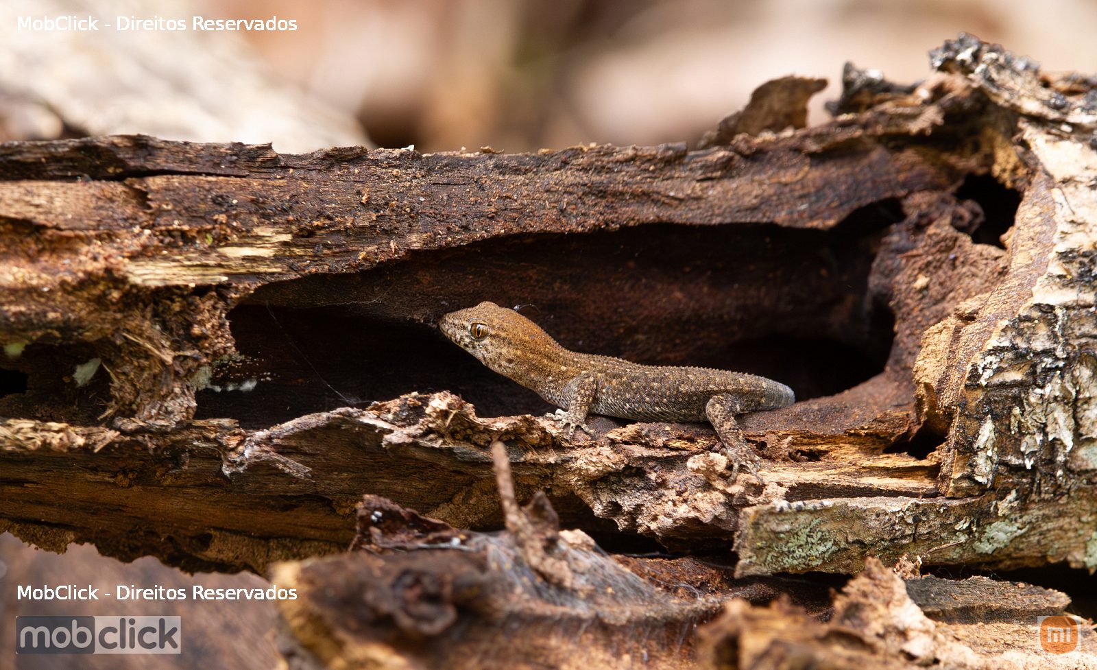 Lagartixa-do-Cerrado (Gymnodactylus geckoides)