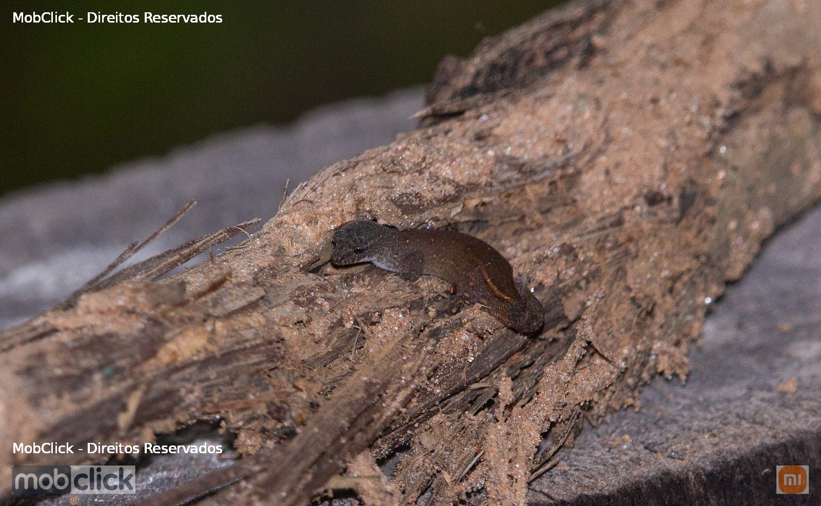 Lagartixinha-Anã (Coleodactylus meridionalis)