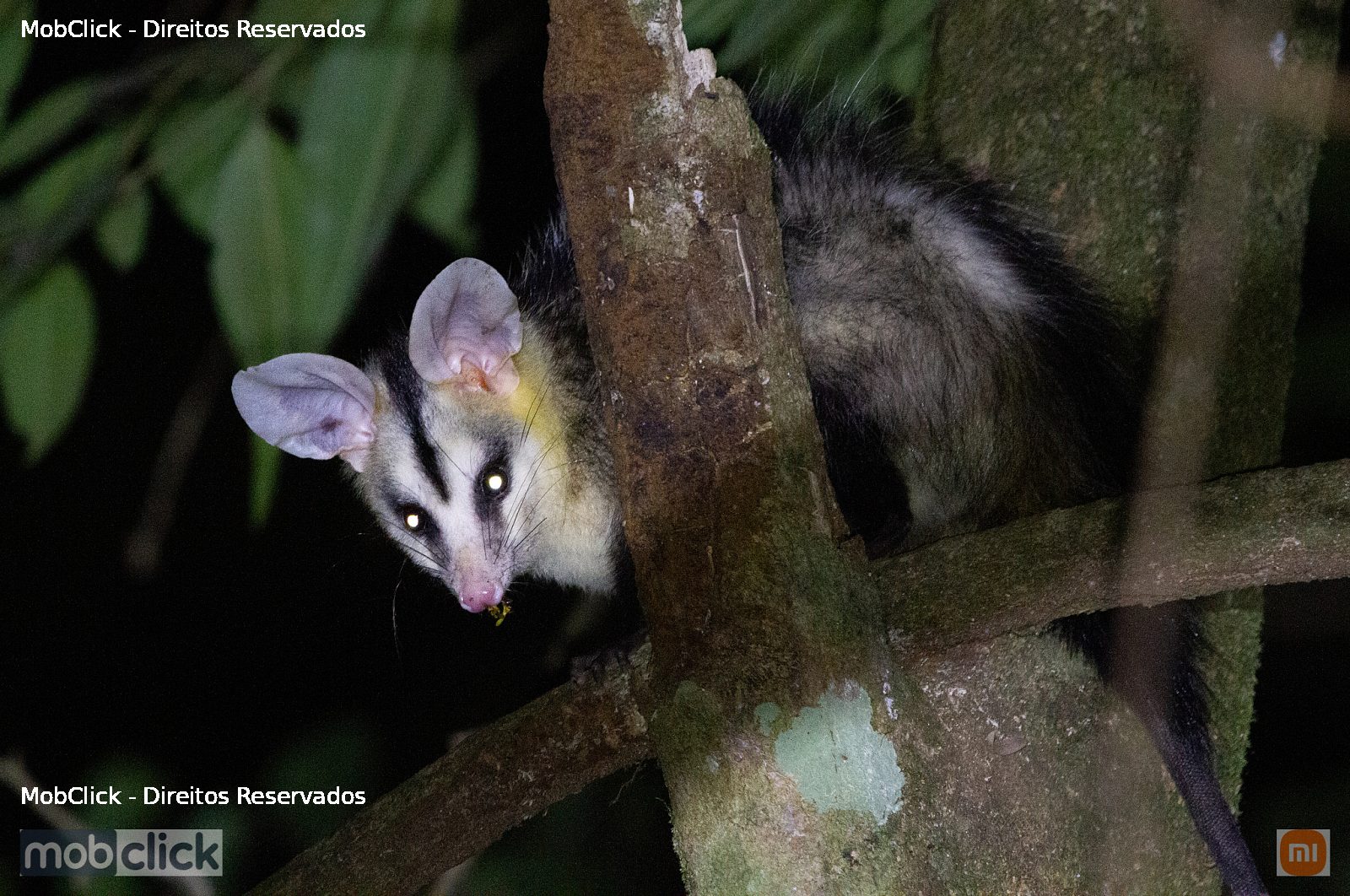 Gambá-de-orelha-branca (Didelphis albiventris)