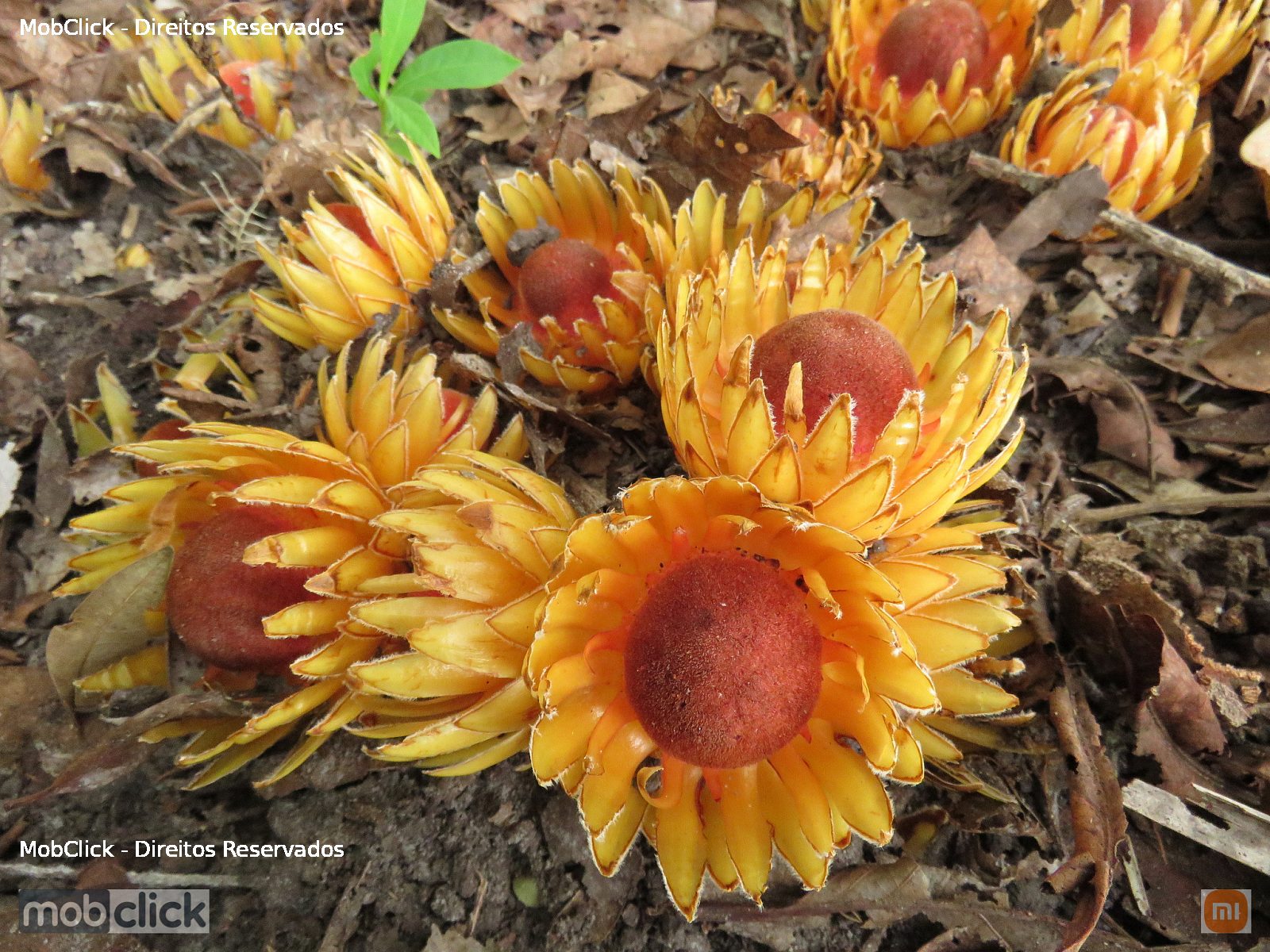 Flores terrestes - Langsdorffia hypogaea