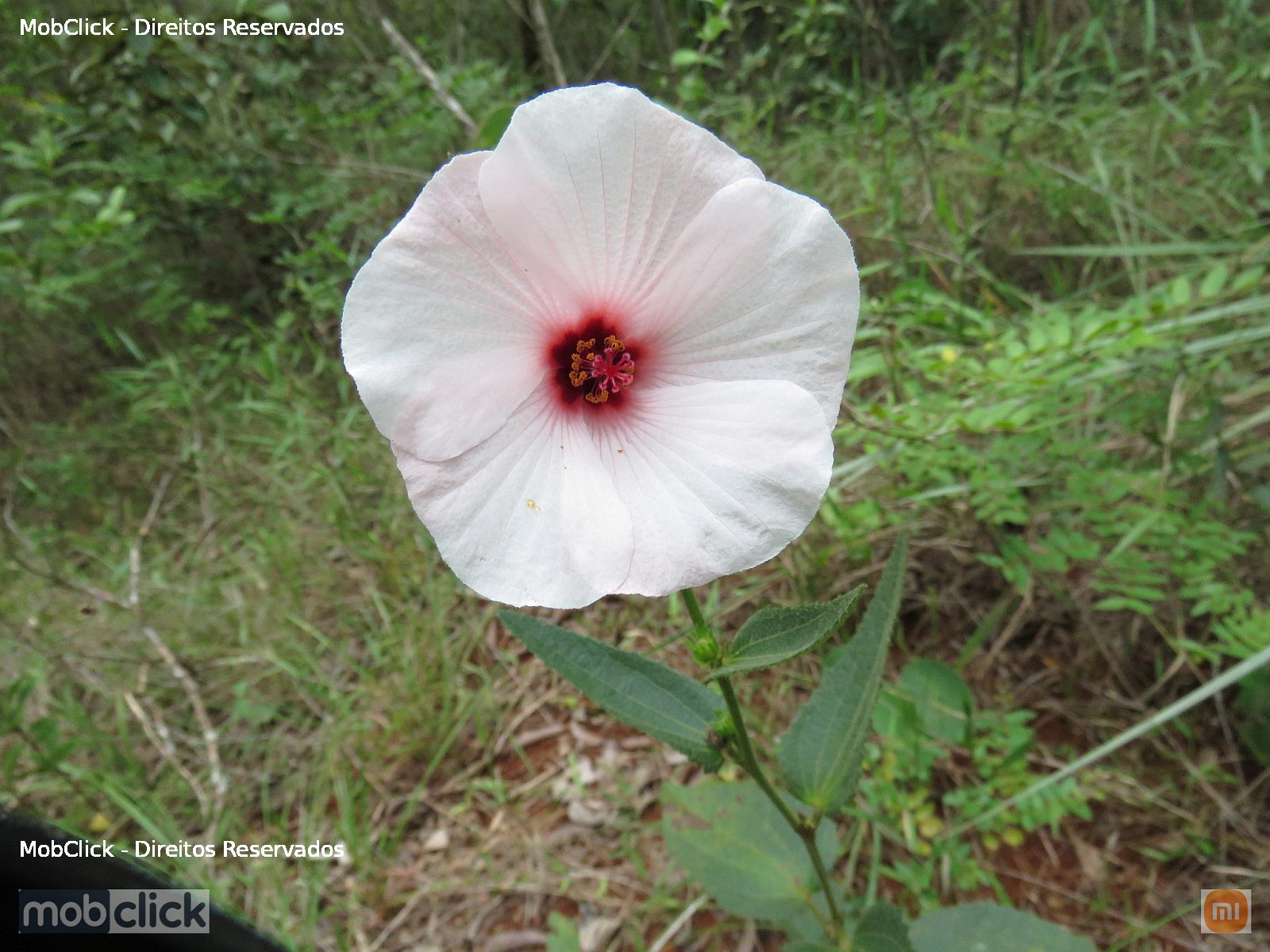Flor branca - Hibisceae