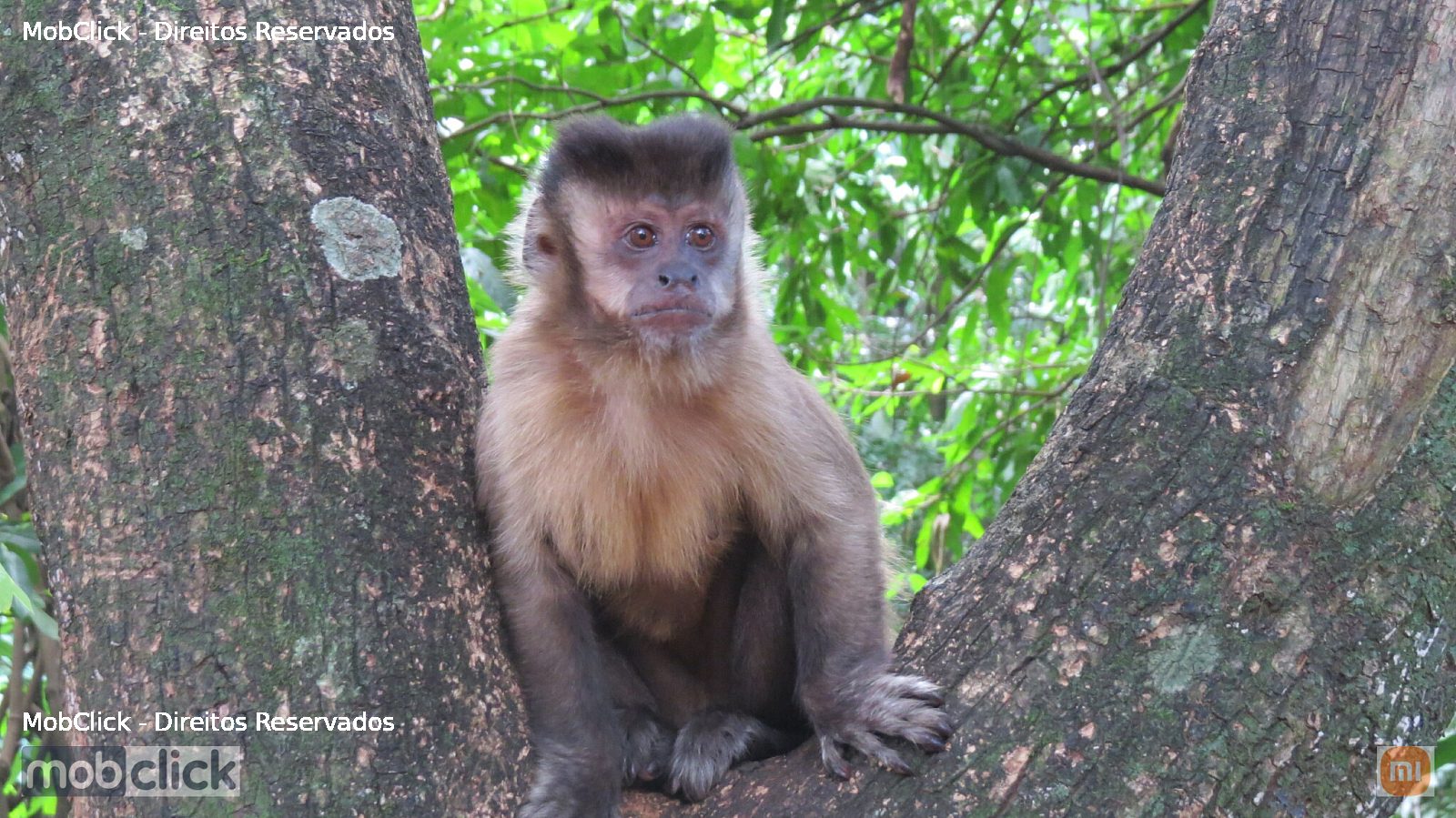 Macaco-prego-amarelo (Sapajus libidinosus)