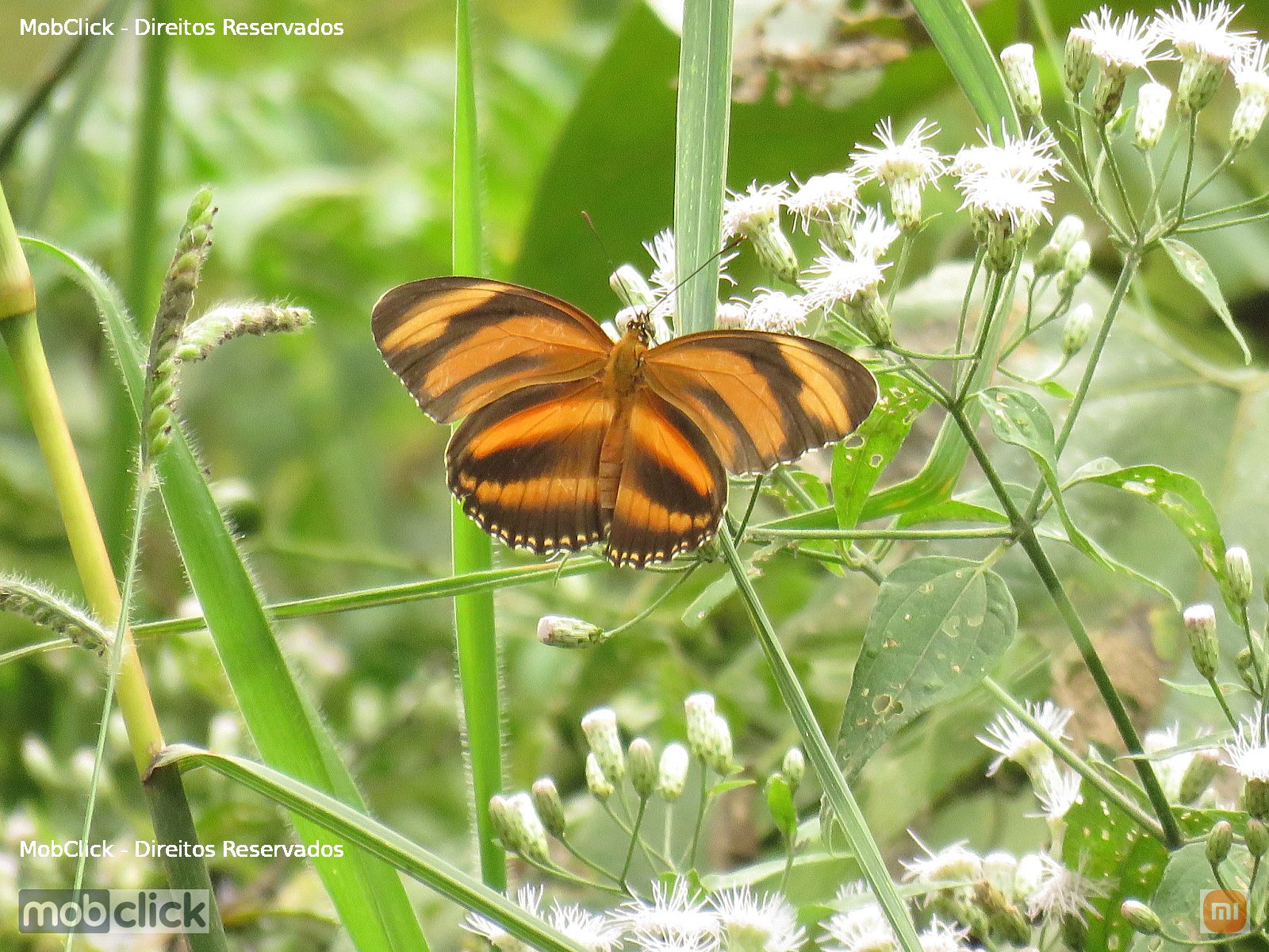 Borboleta - Banded Orange Heliconian (Dryadula phaetusa)