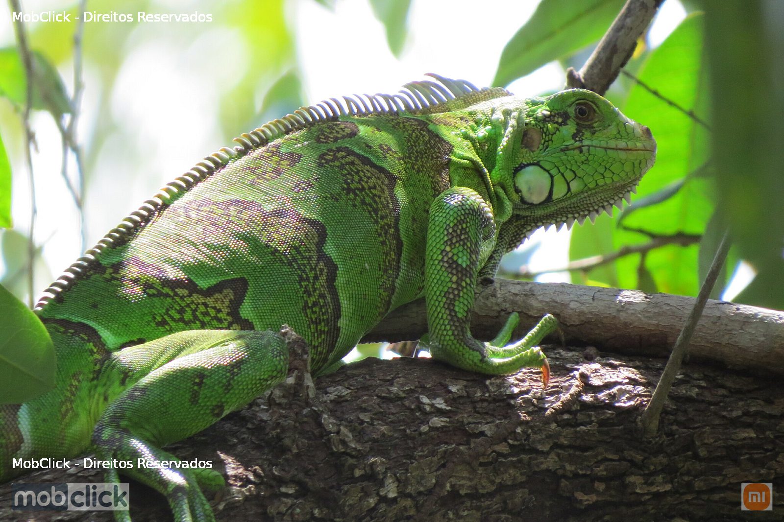 Iguana-americana (Iguana iguana iguana)