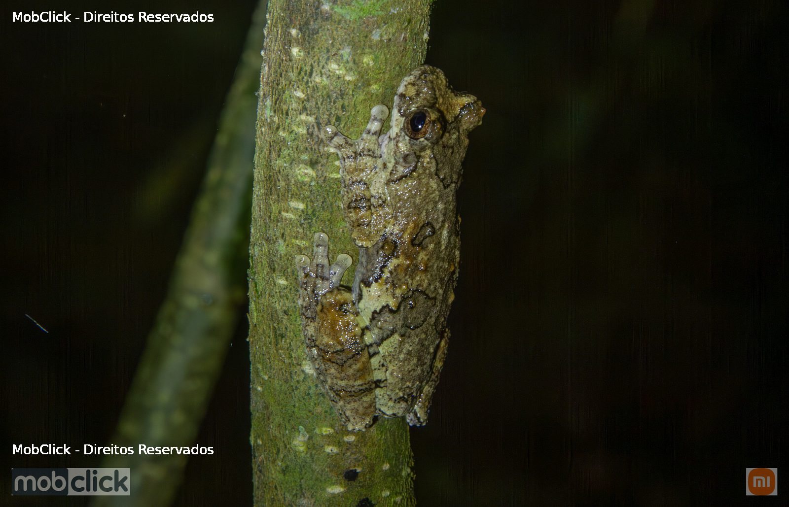 Perereca - Interior Tree Frog (Dendropsophus melanargyreus)
