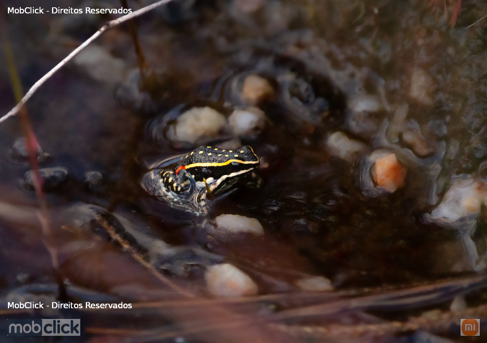 Sapinho Flecha (Ameerega flavopicta)