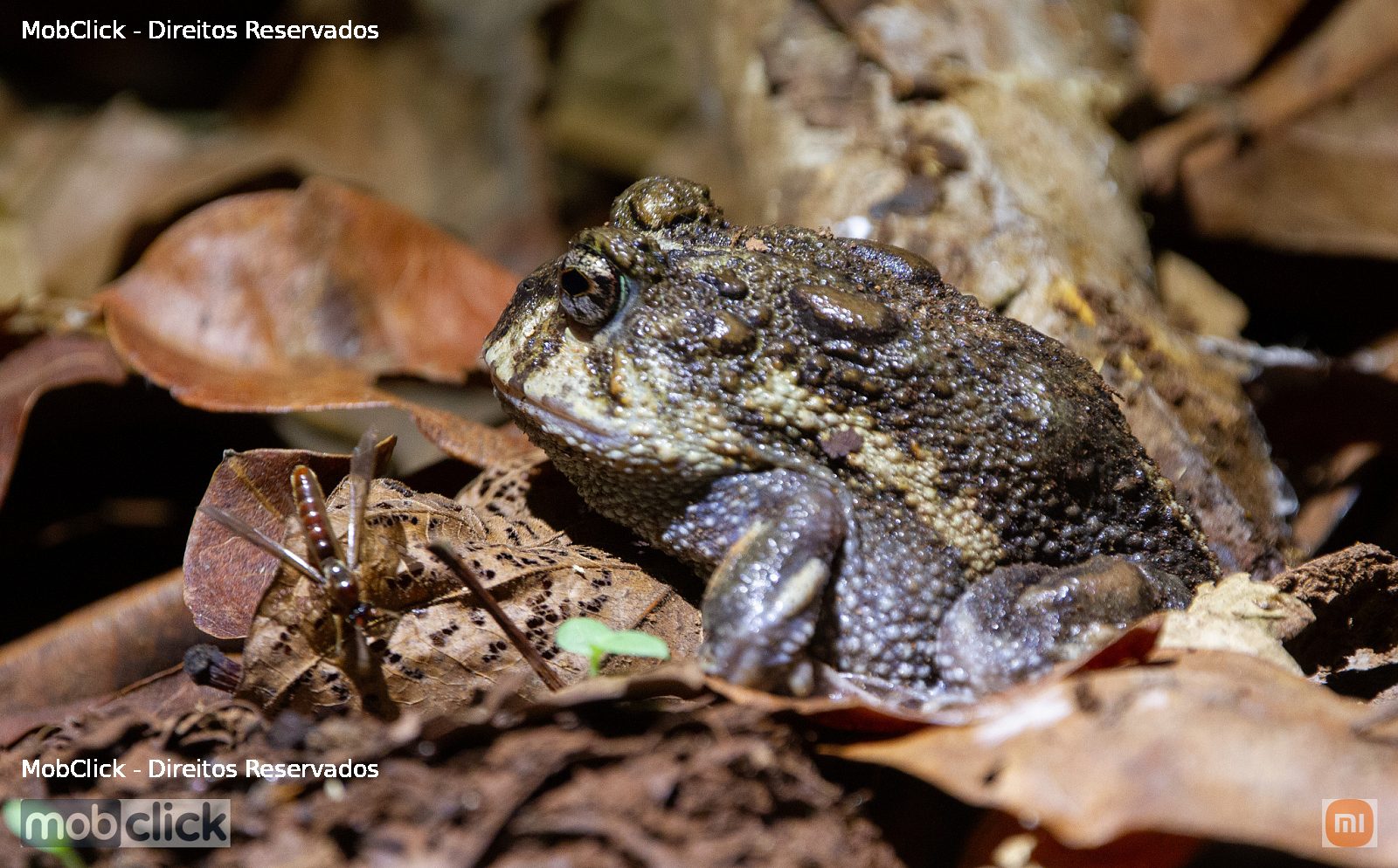Sapo fusca (Odontophrynus cultripes)