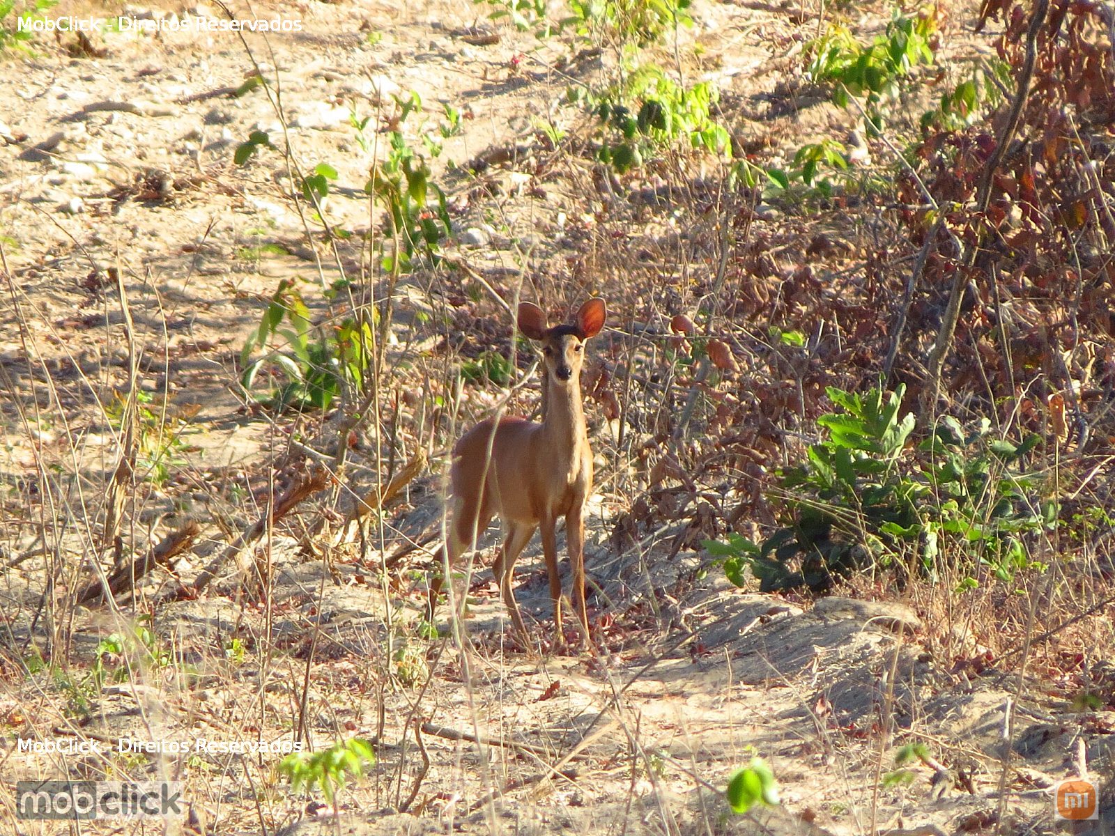 Veado-catingueiro (Subulo gouazoubira)