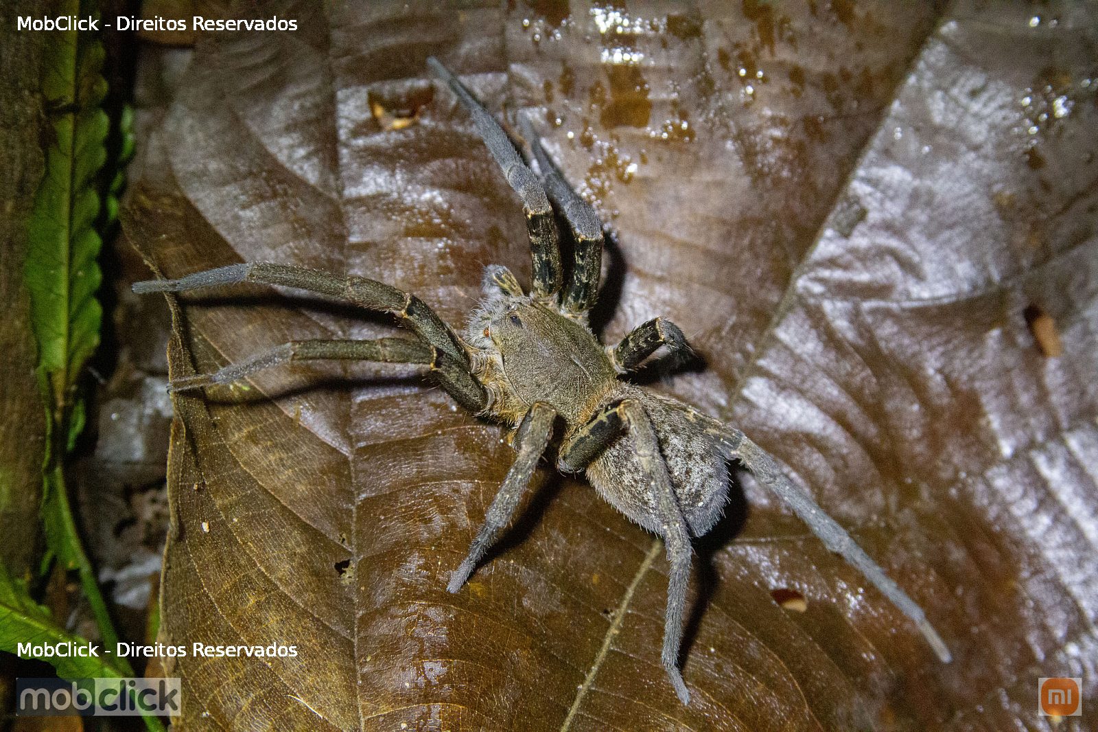 Aranha armadeira - Ancylometes concolor