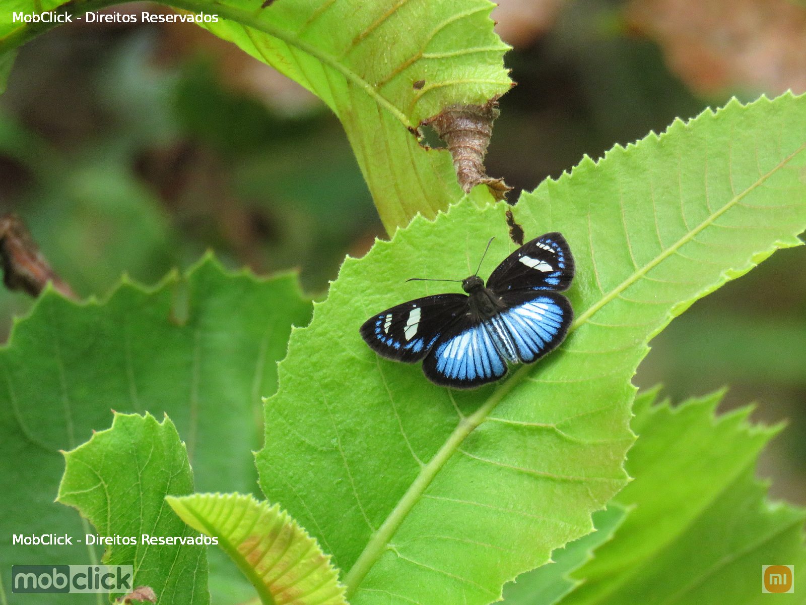 Borboleta preta e azul - Pythonides jovianus