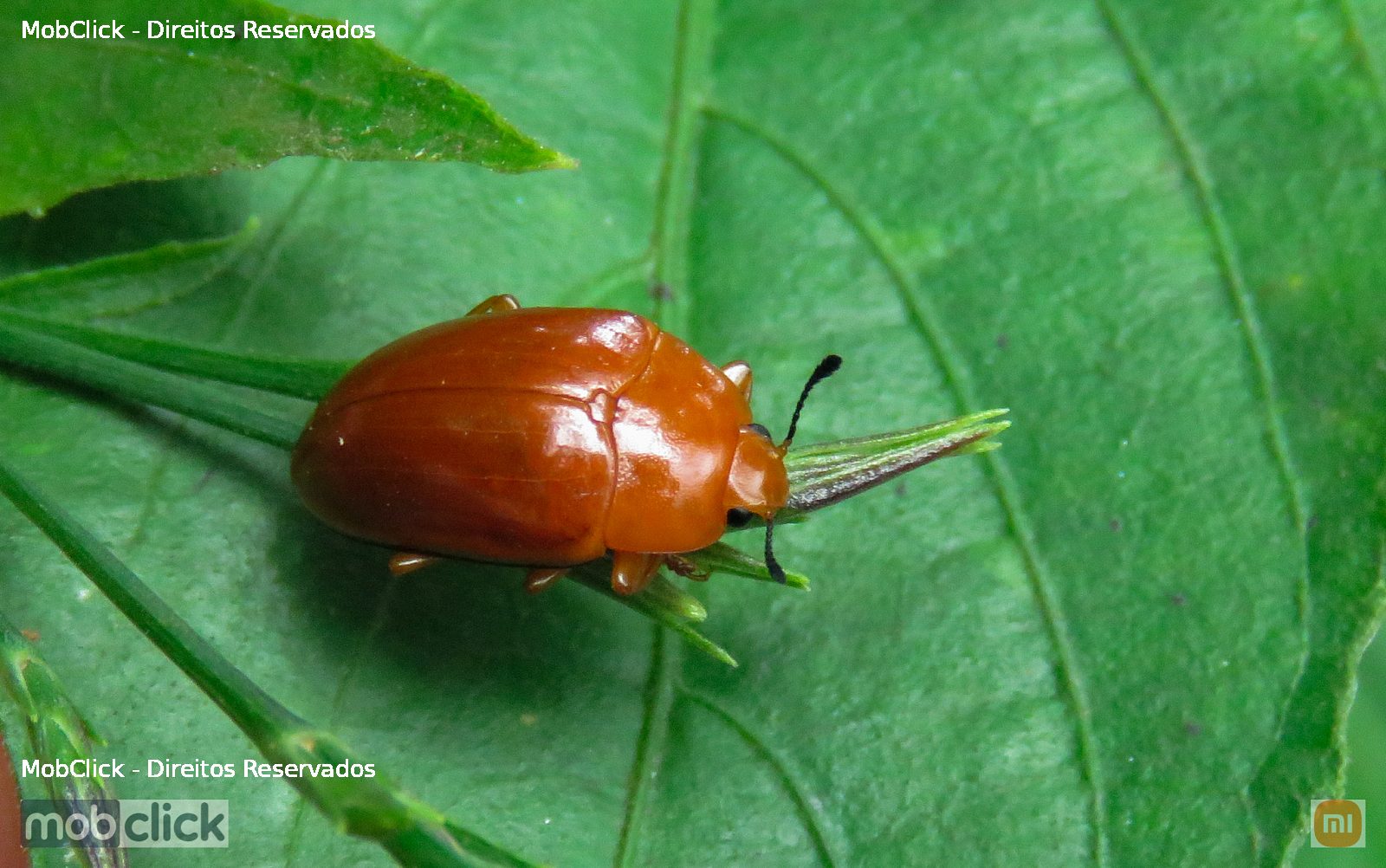 Besouro vermelho - Erotylini