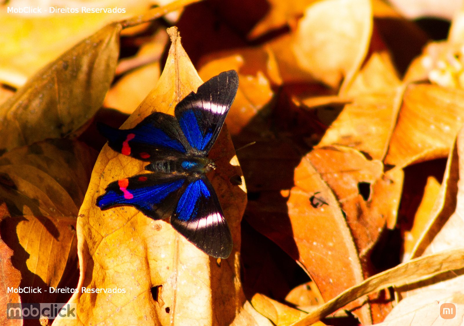 Borboleta - Periander Metalmark (Rhetus periander)