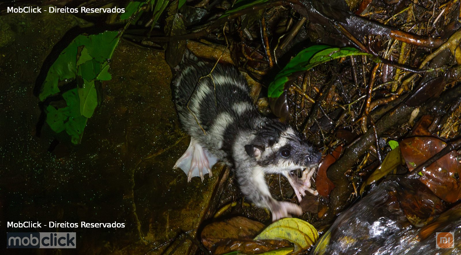 Cuíca-d'água (Chironectes minimus)