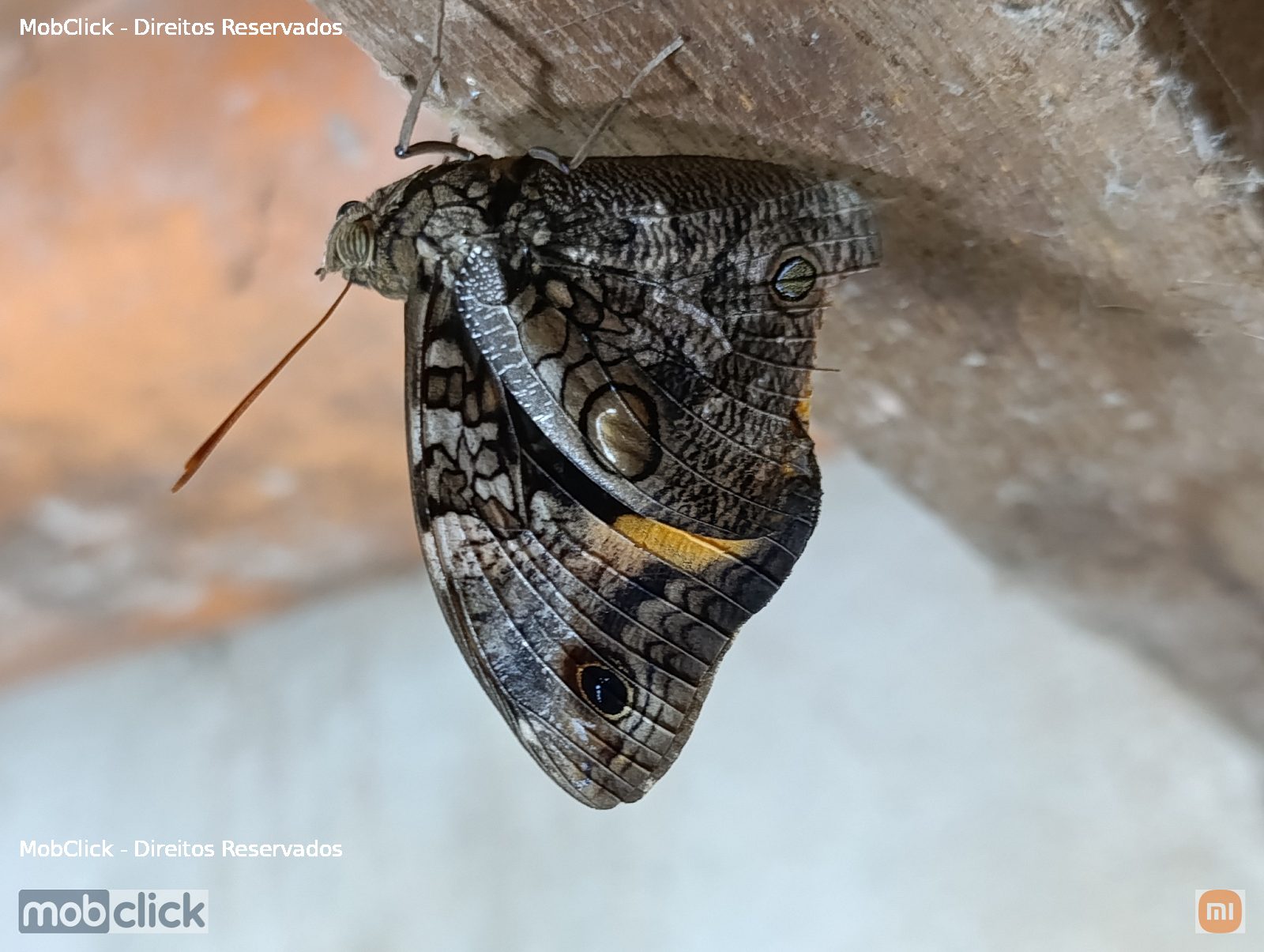 Borboleta mariposa - Opsiphanes