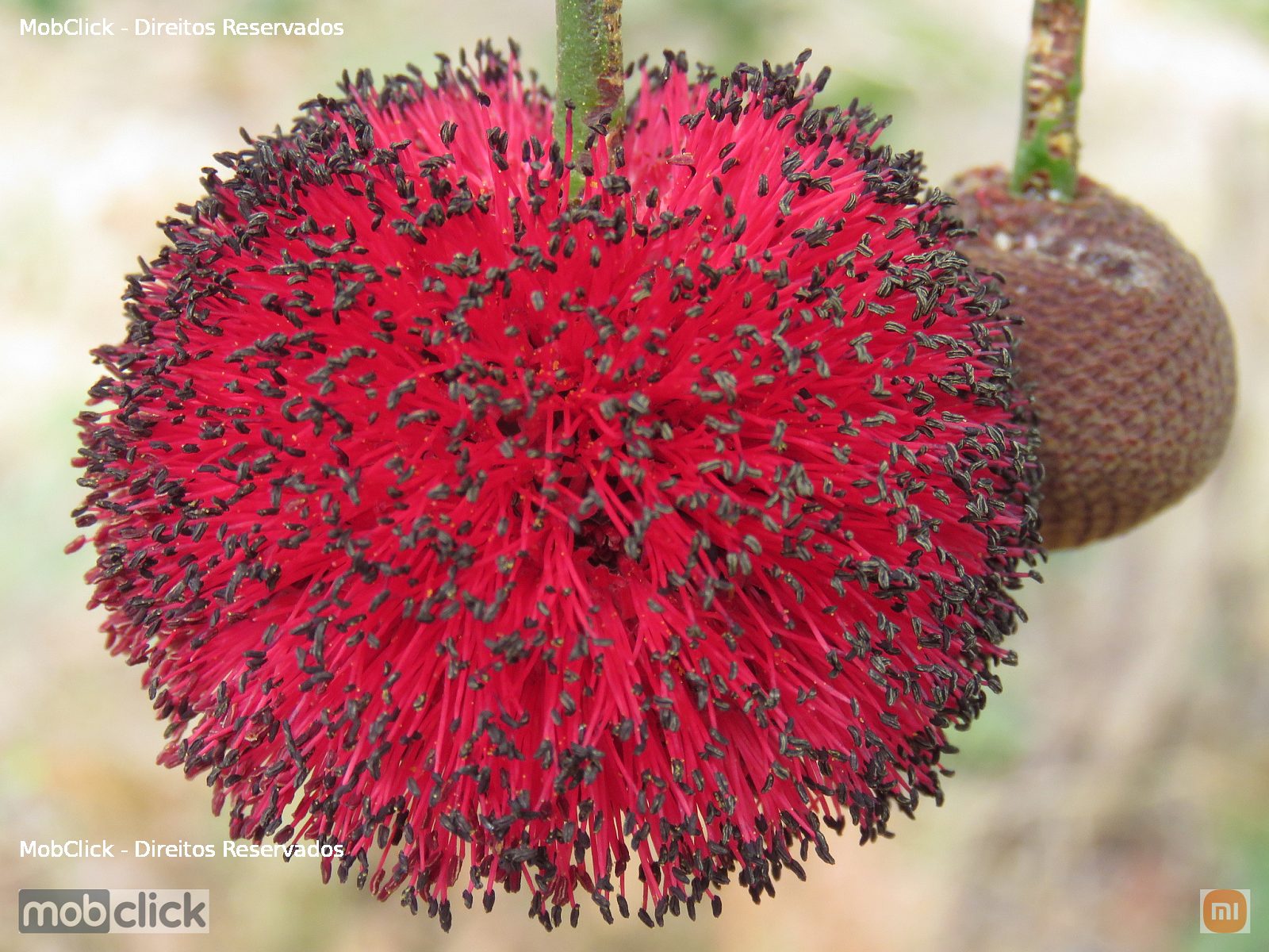 Flor - Visgueiro (Parkia platycephala)