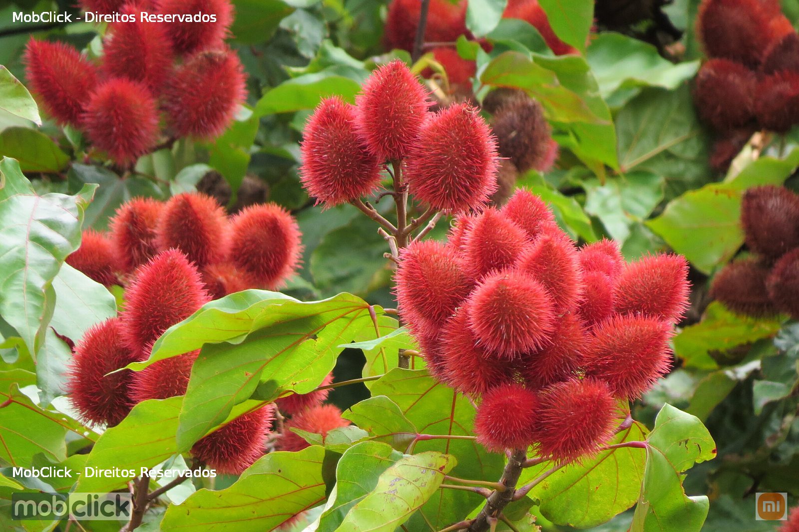 Urucum (Bixa orellana)