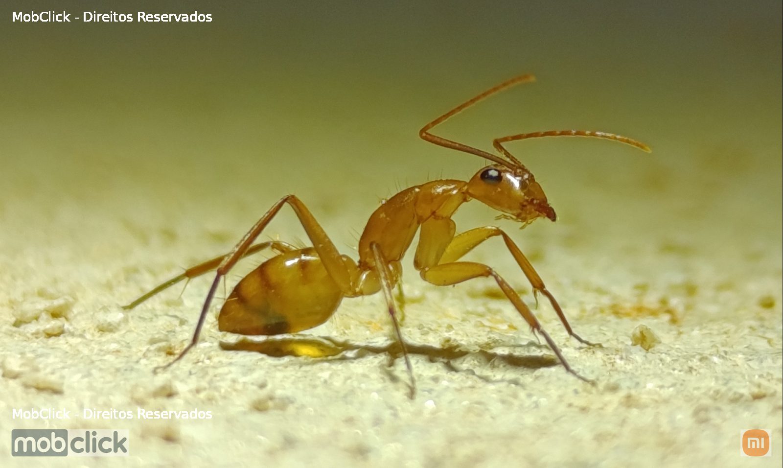 Formigas-carpinteiras (Camponotus)