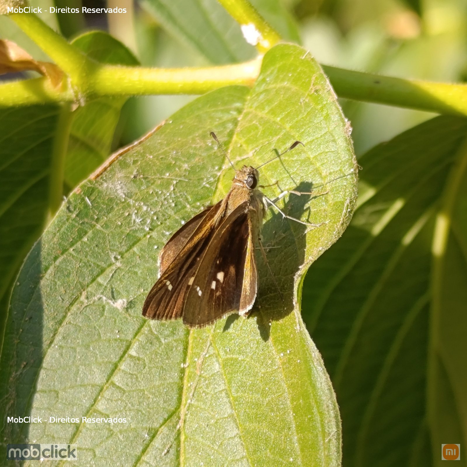 Borboleta - Little Glassywing (Vernia verna)