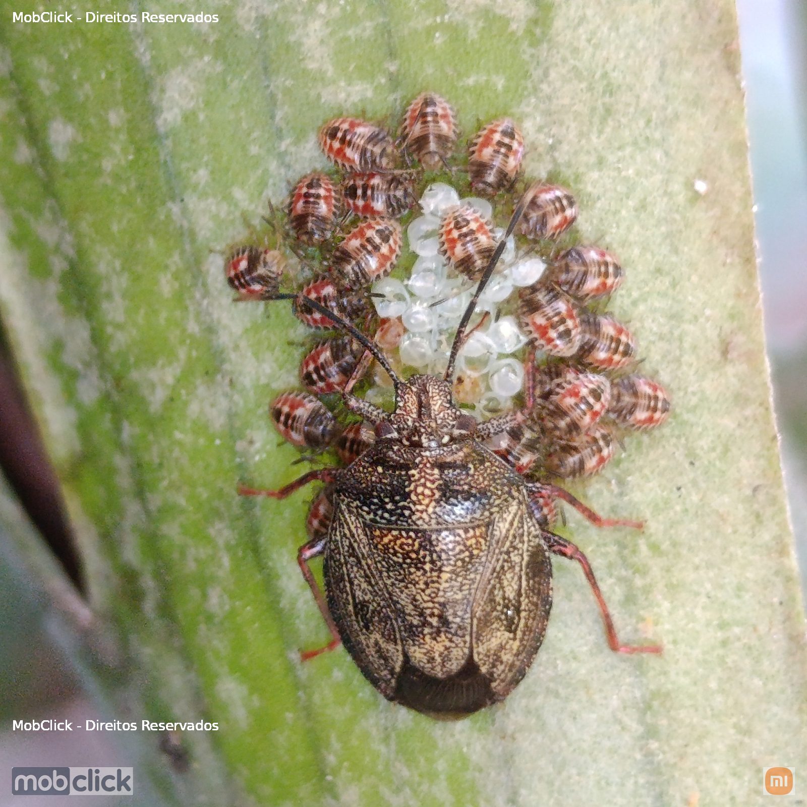 Maria fedida - percevejos - Antiteuchus