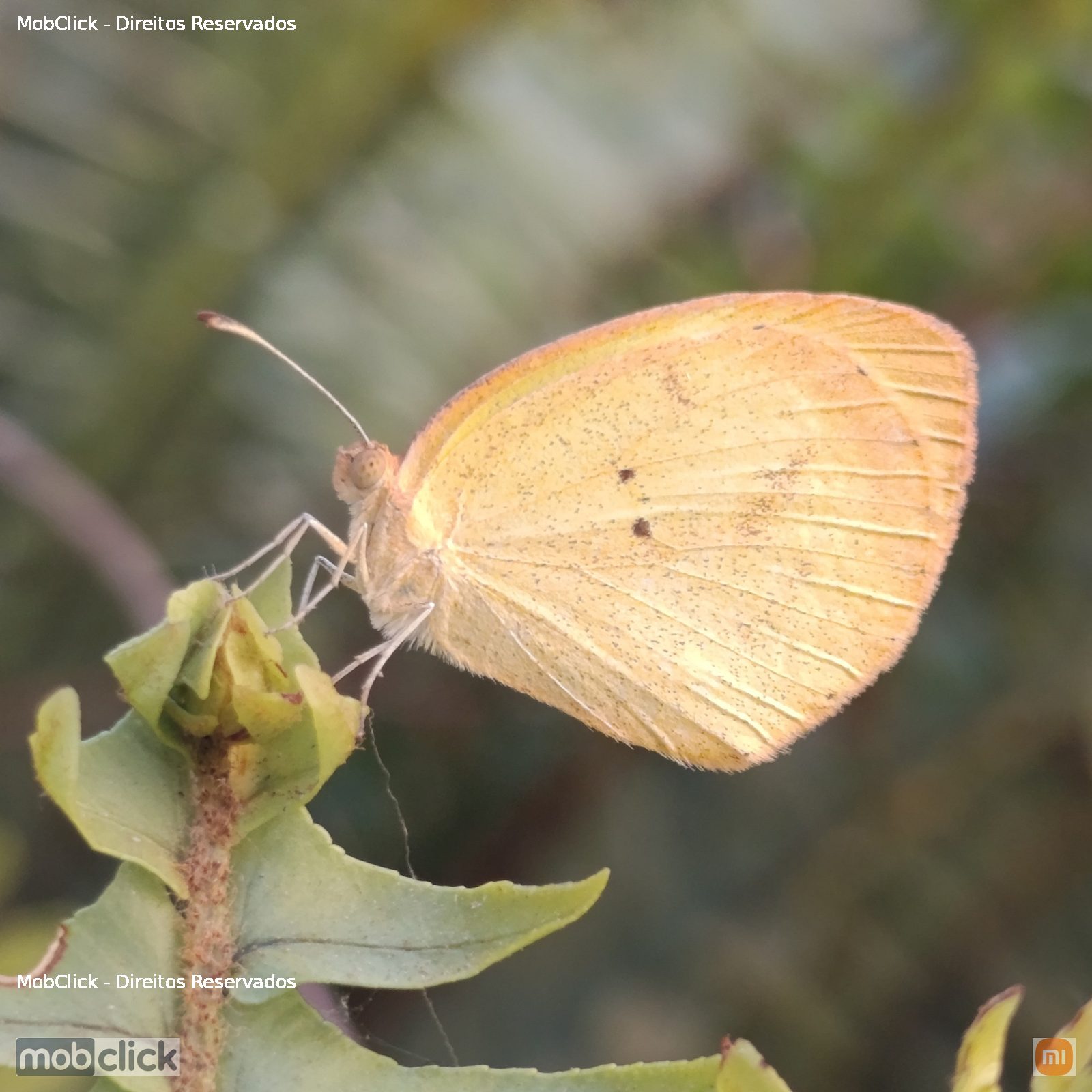 Borboleta amarela - Yellows and Sulphurs (Coliadinae)